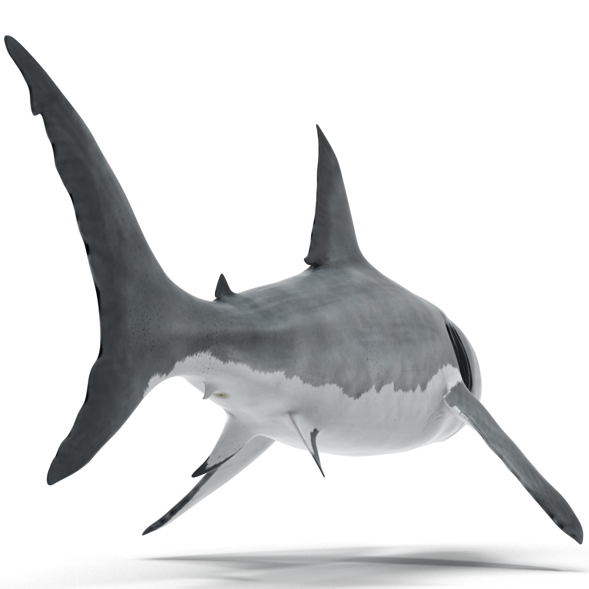 Great White Shark 3D