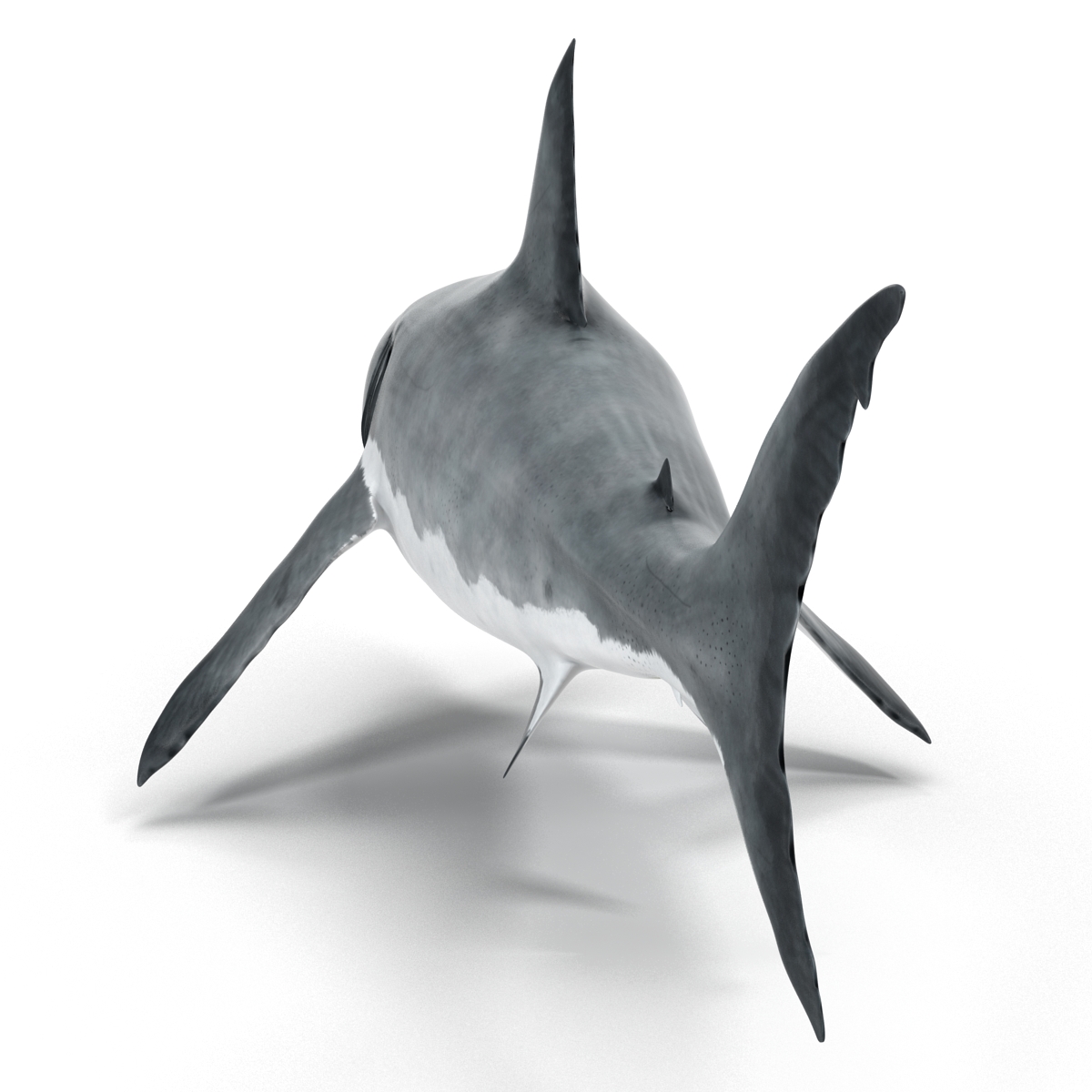 Great White Shark 3D