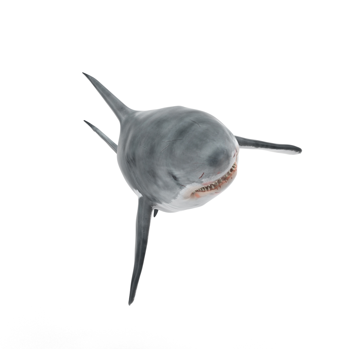 Great White Shark 3D