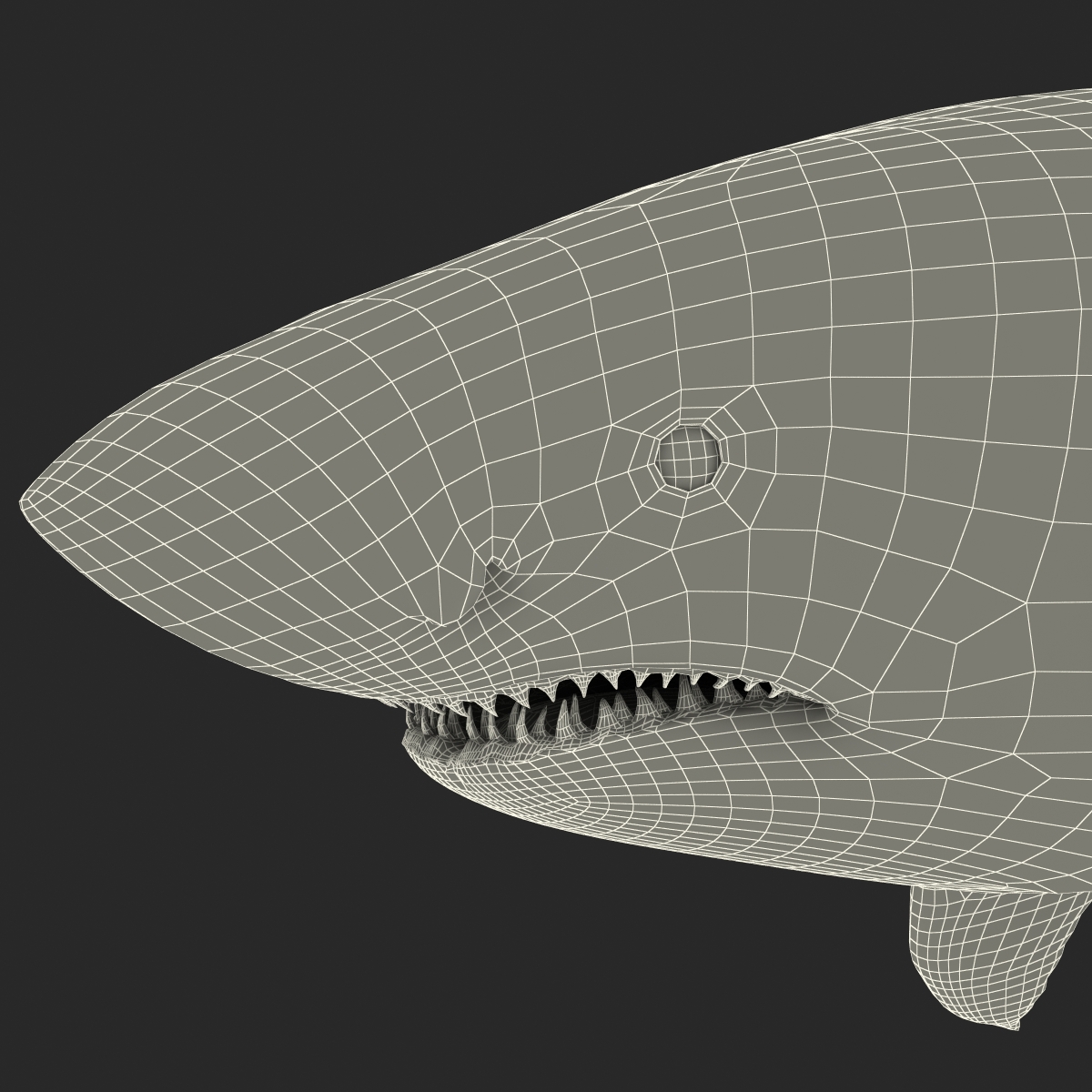 Great White Shark 3D