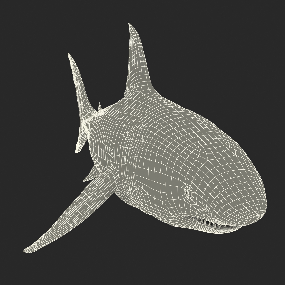 Great White Shark 3D