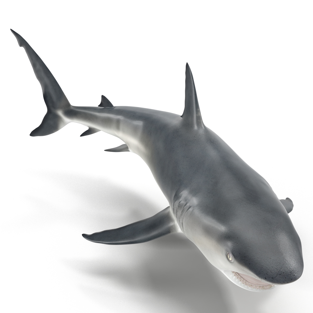 Great White Shark 2 3D model