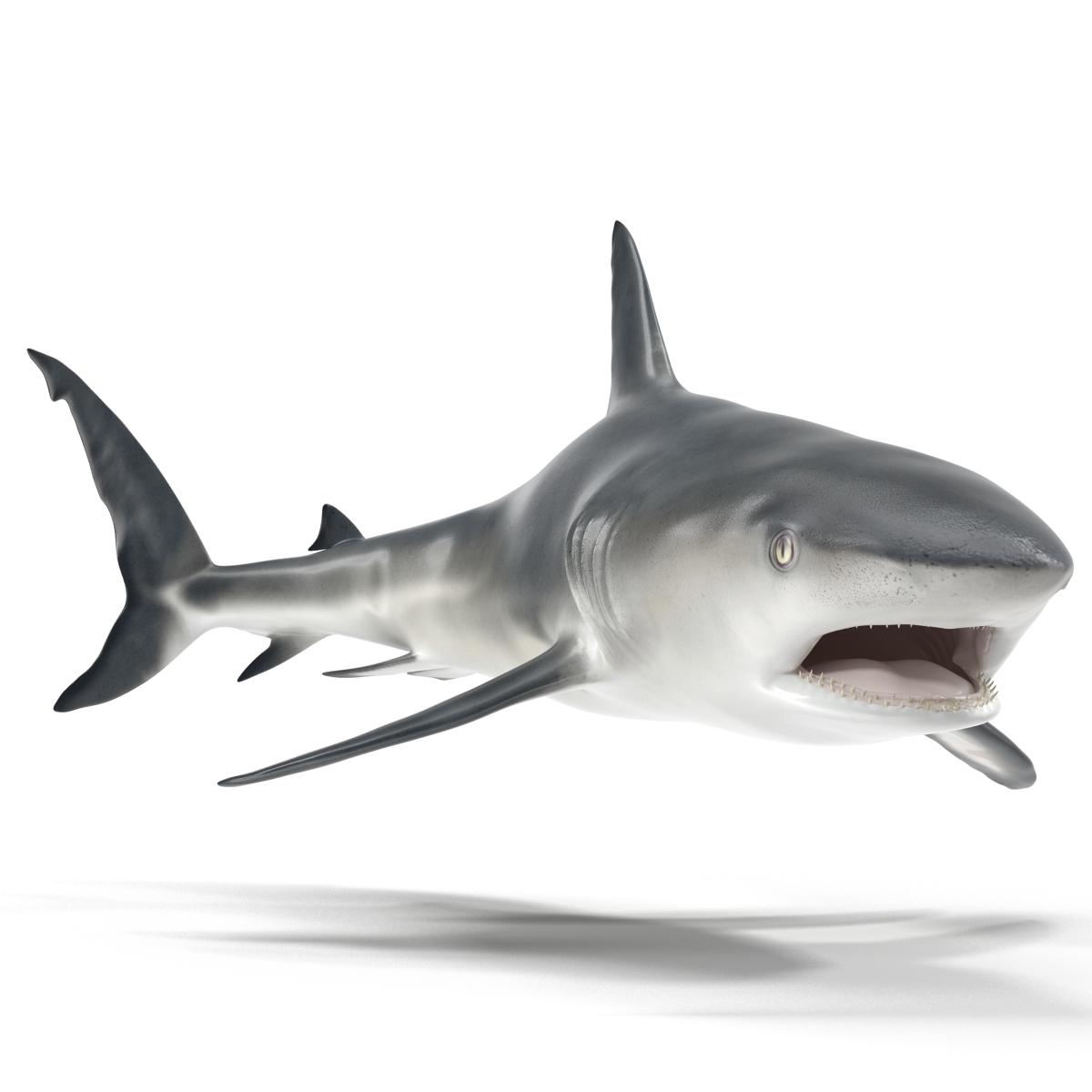 Great White Shark 2 3D model