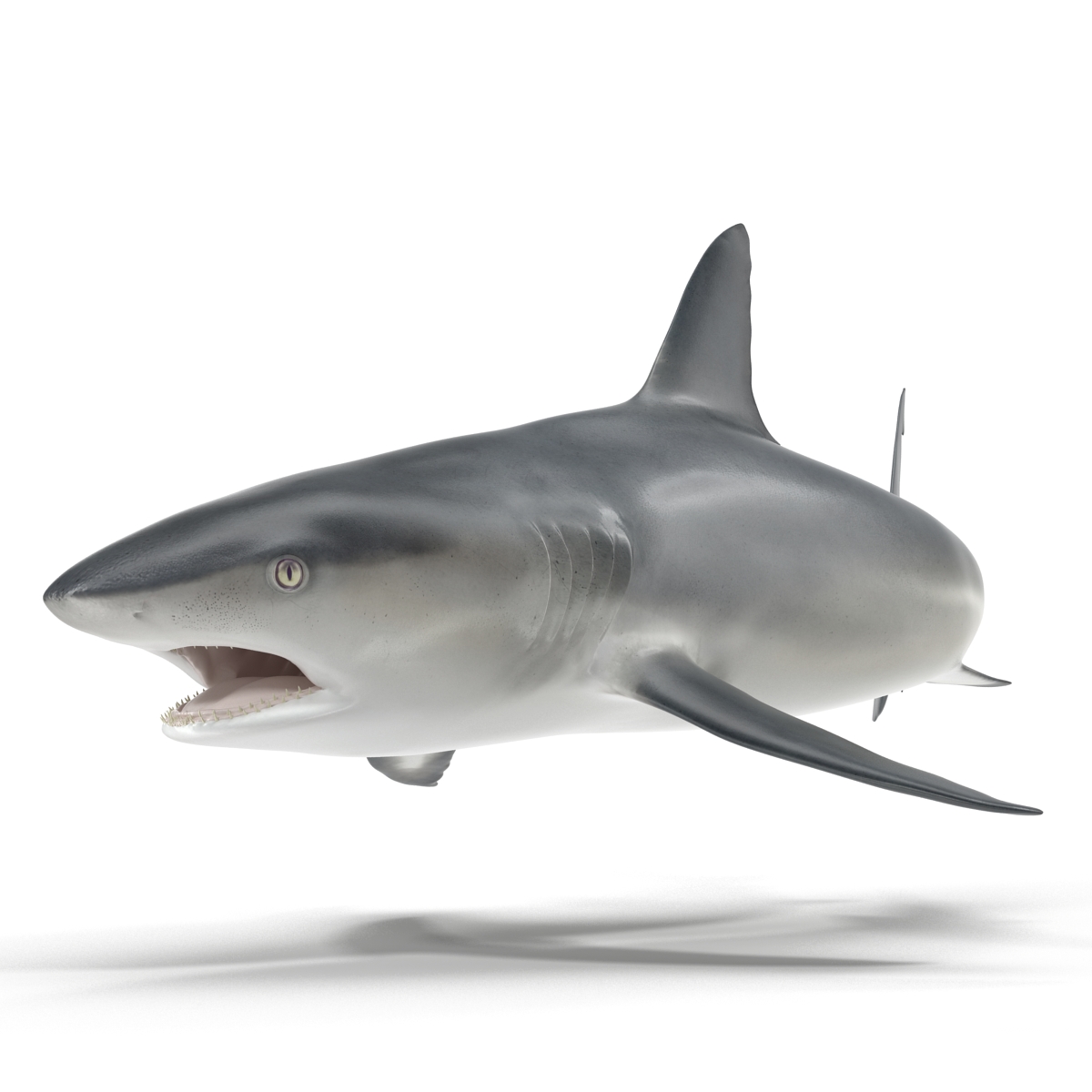 Great White Shark 2 3D model