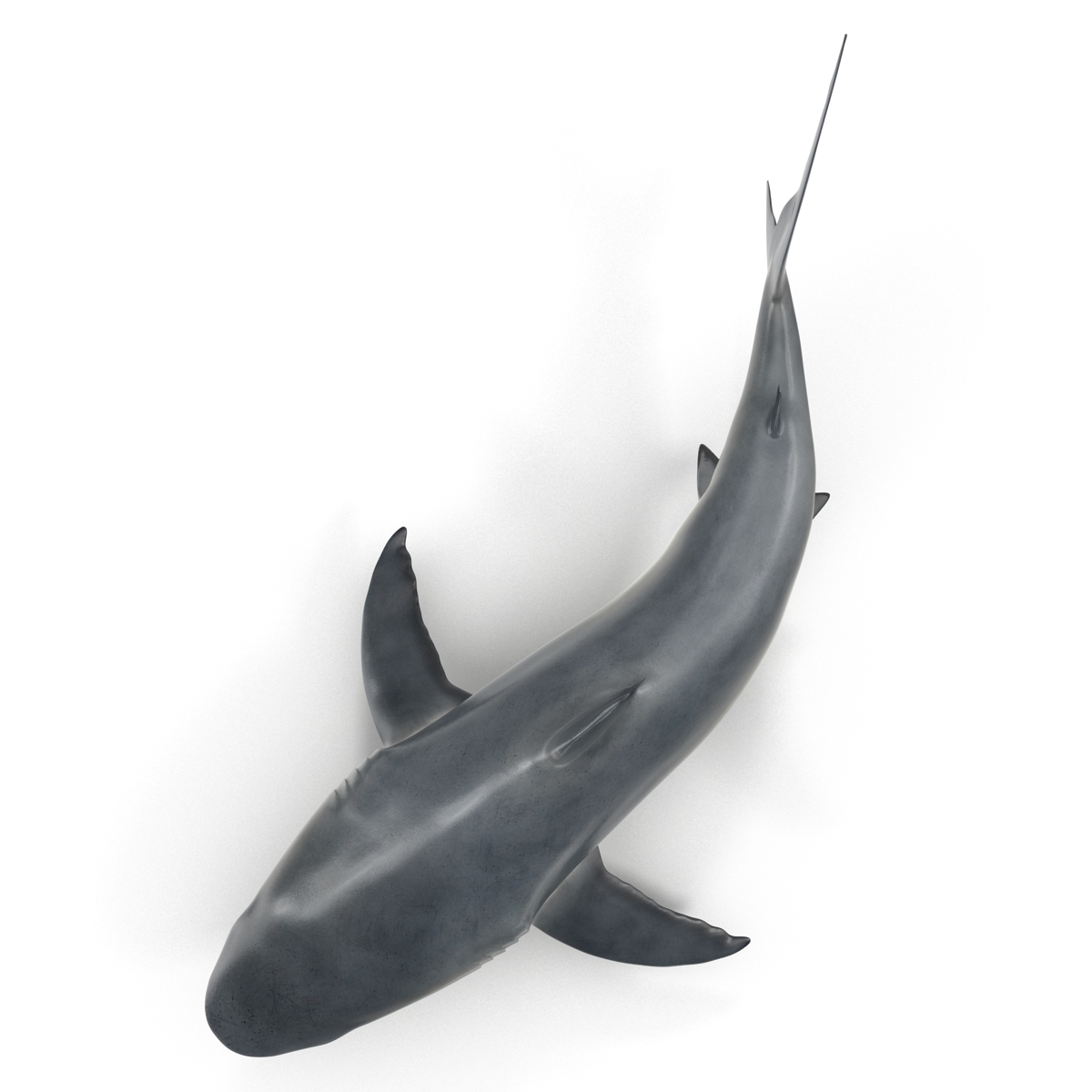 Great White Shark 2 3D model