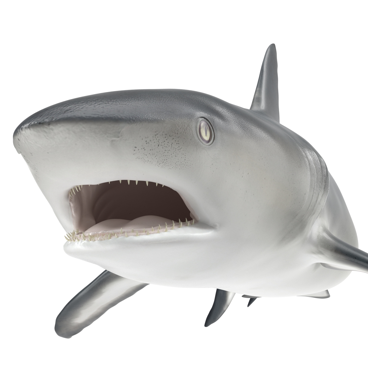 Great White Shark 2 3D model