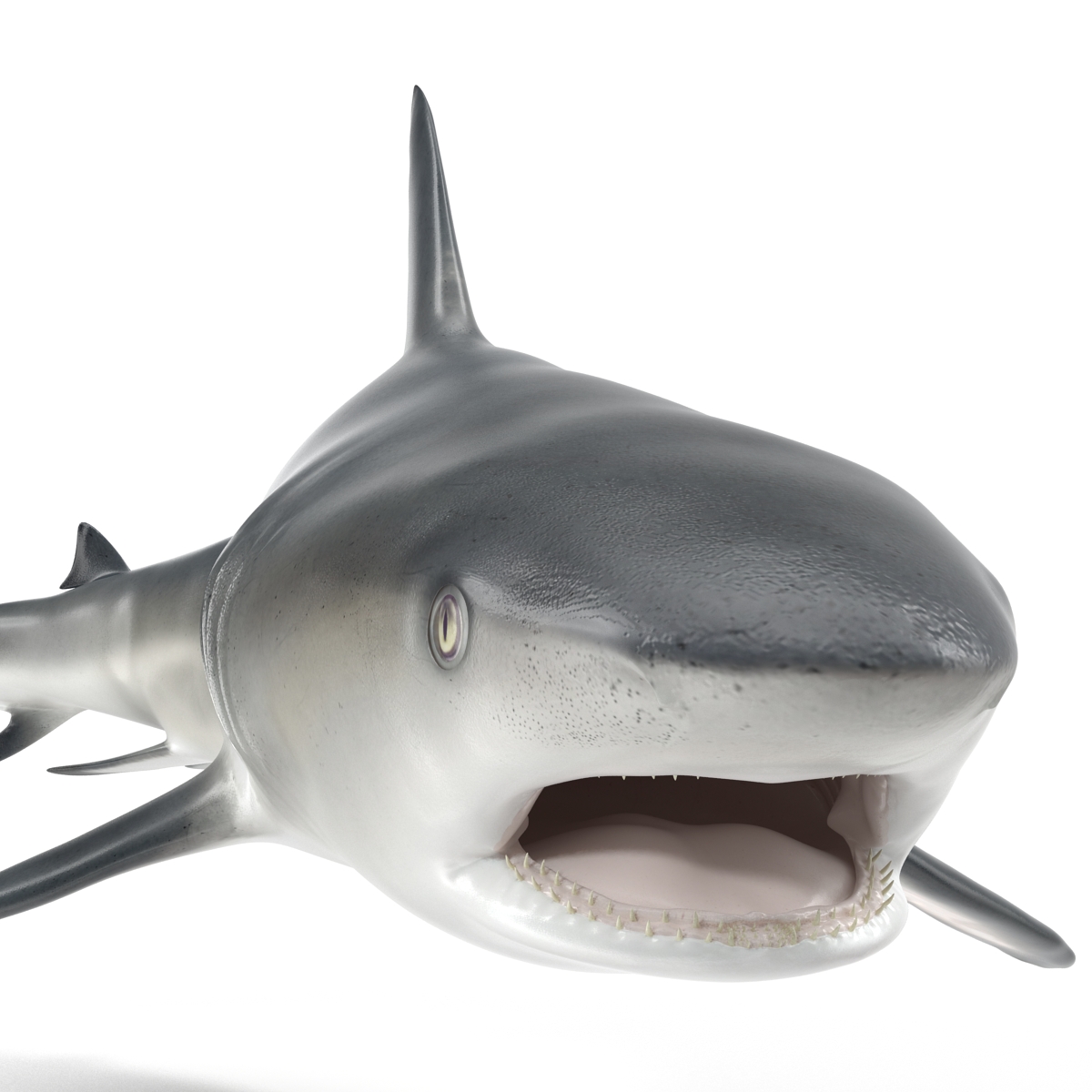 Great White Shark 2 3D model