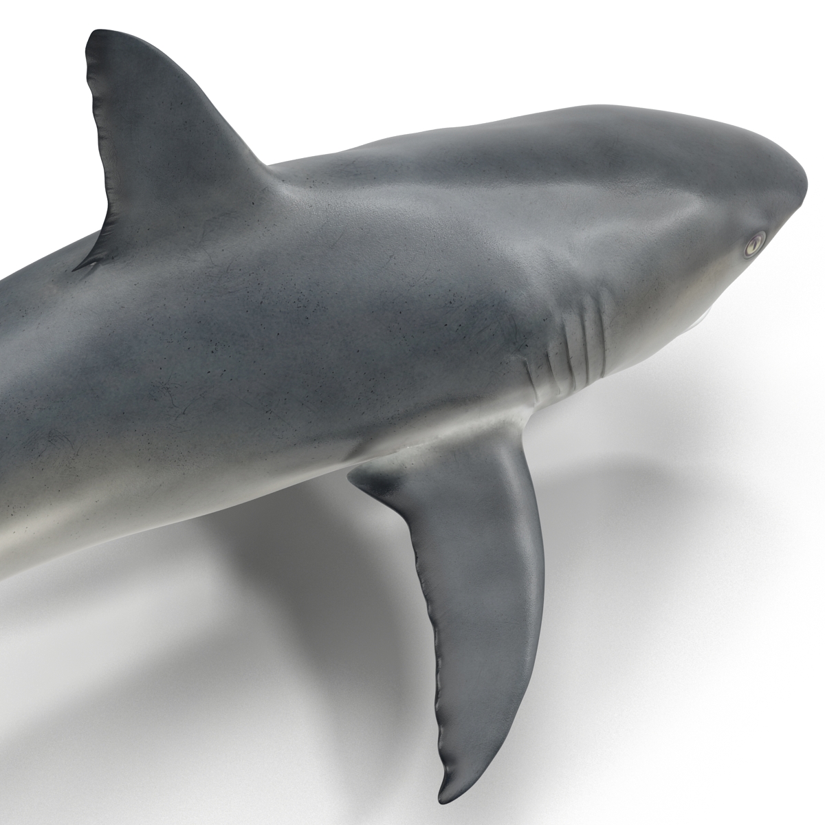 Great White Shark 2 3D model