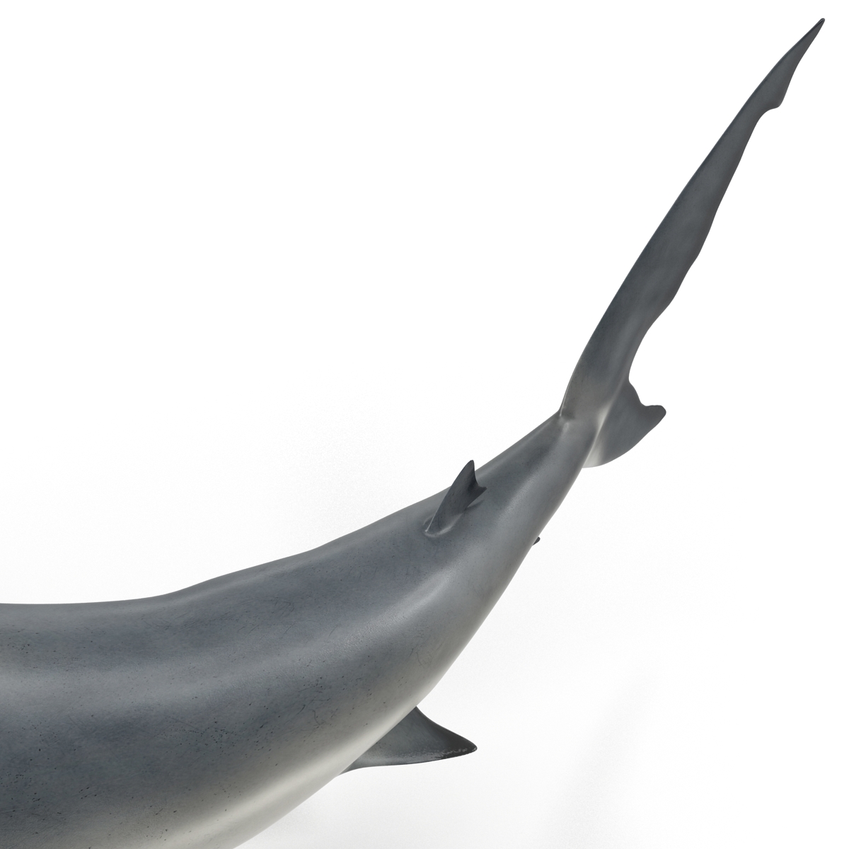 Great White Shark 2 3D model