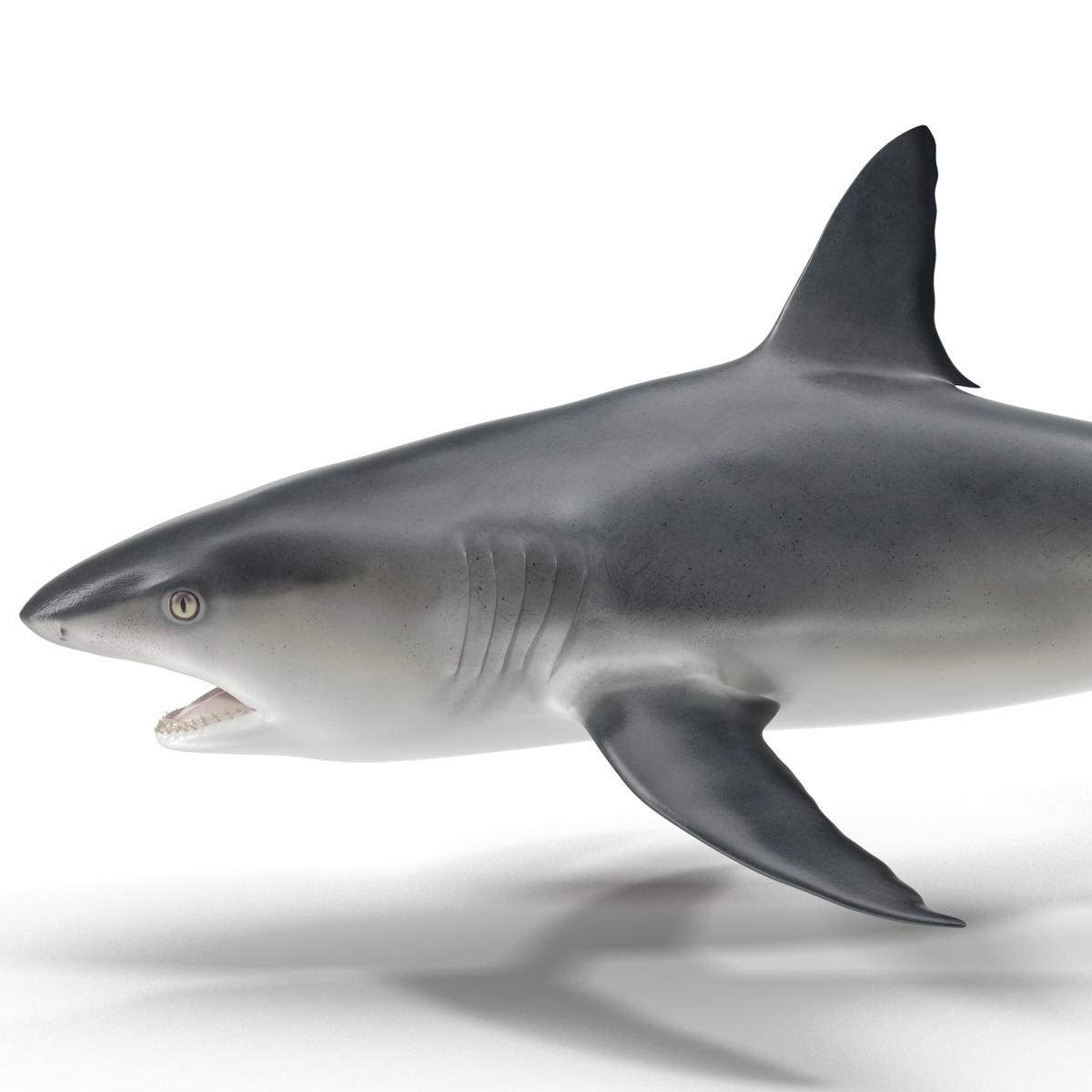 Great White Shark 2 3D model