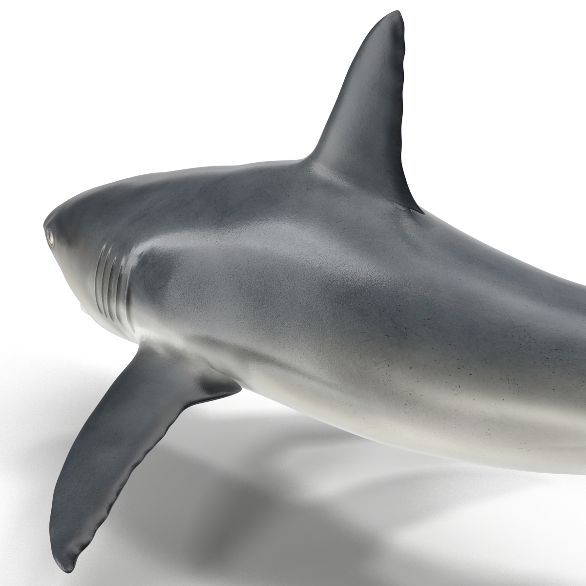 Great White Shark 2 3D model