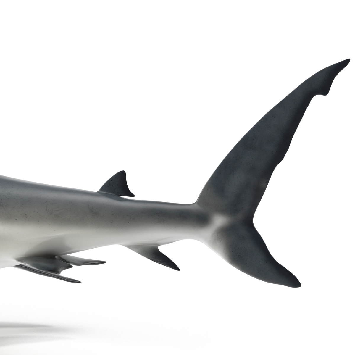 Great White Shark 2 3D model