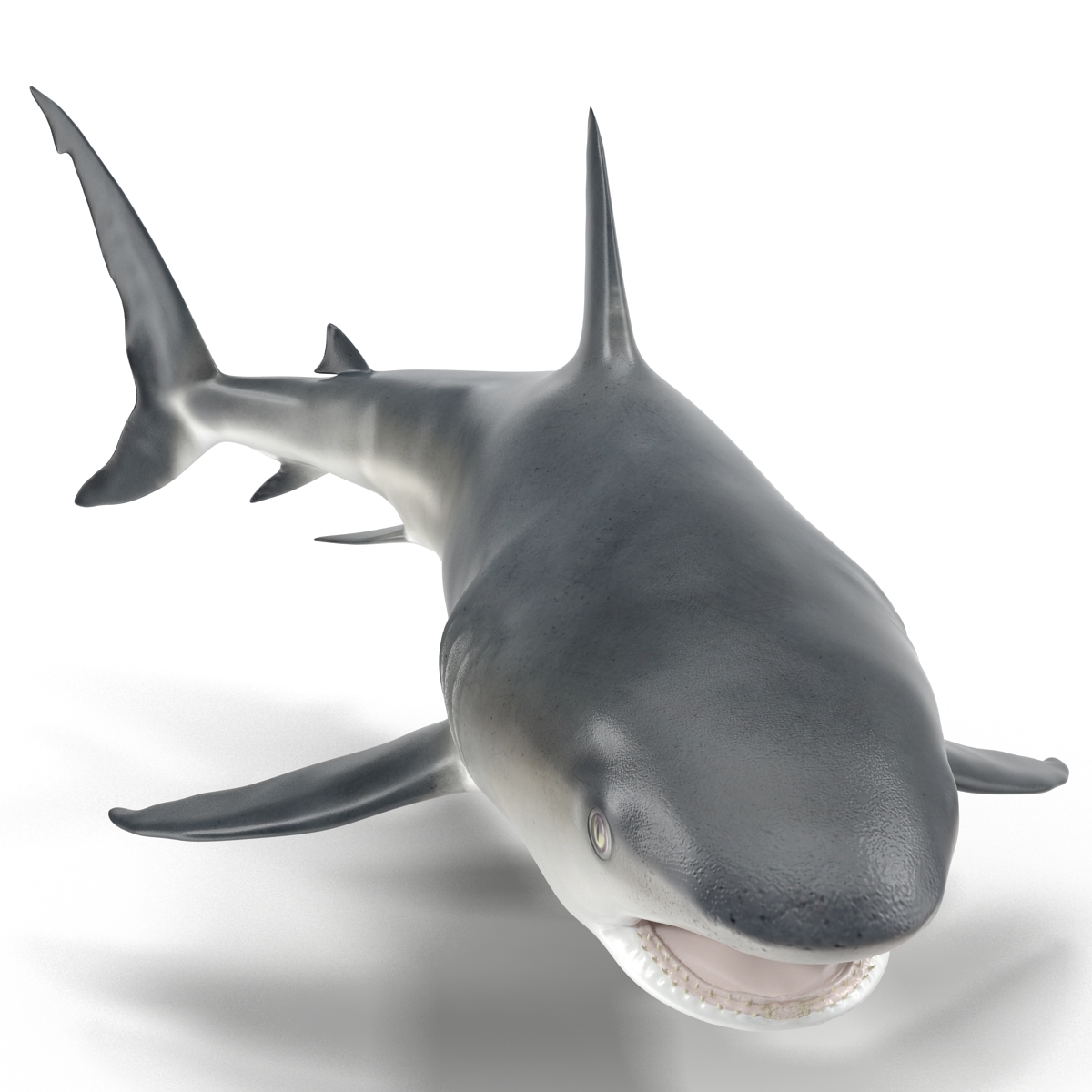 Great White Shark 2 3D model