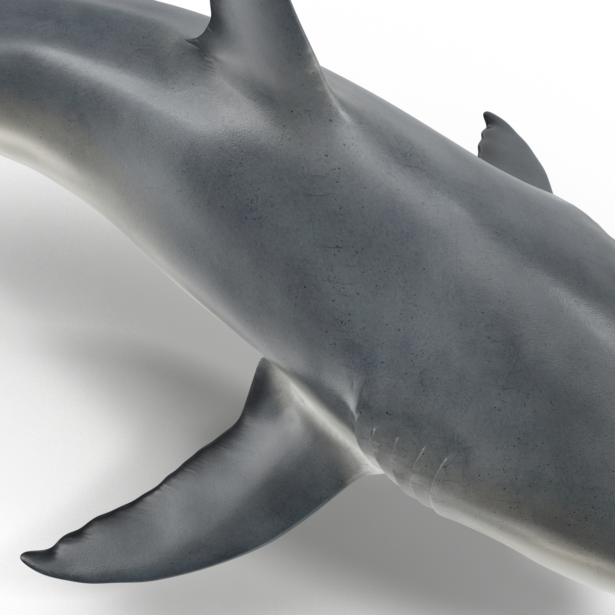 Great White Shark 2 3D model