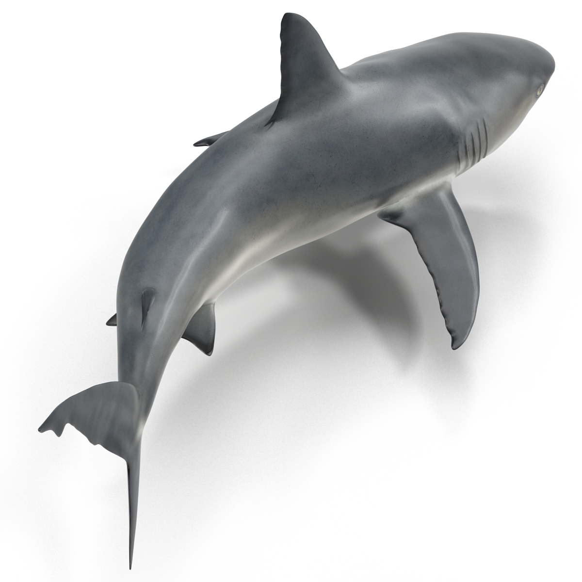 Great White Shark 2 3D model