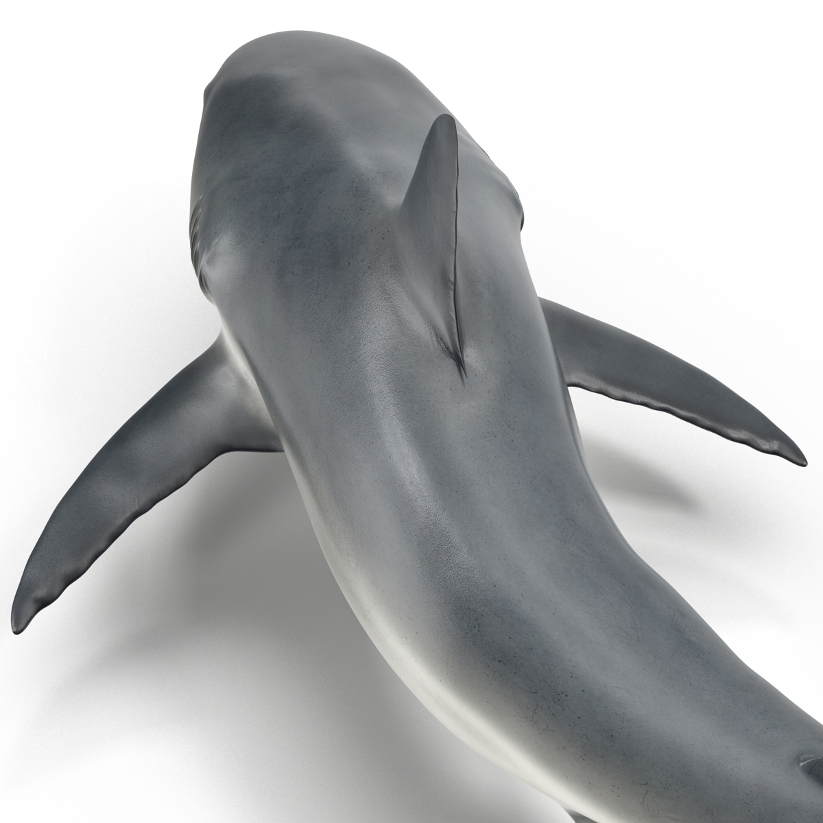 Great White Shark 2 3D model