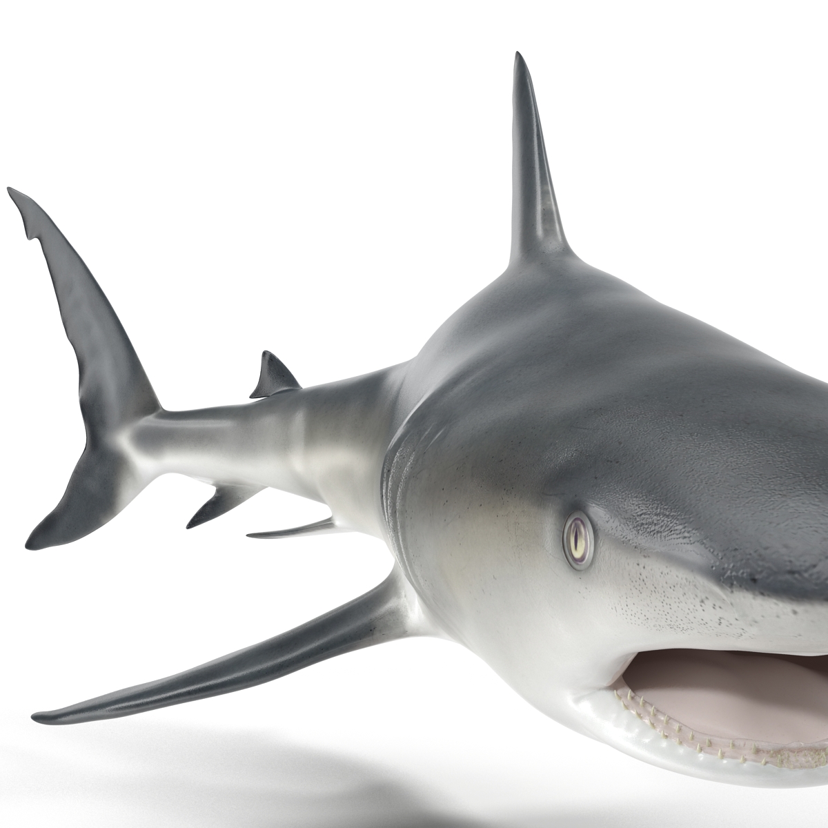 Great White Shark 2 3D model