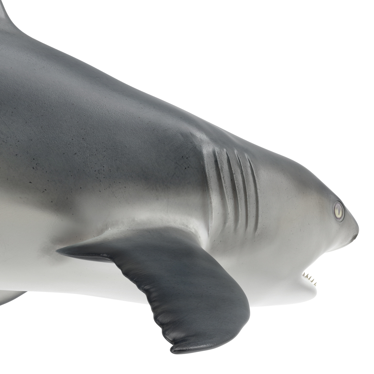 Great White Shark 2 3D model