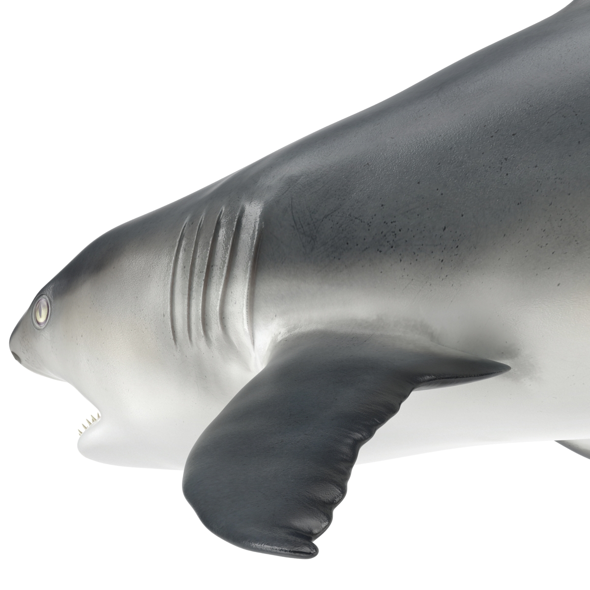 Great White Shark 2 3D model