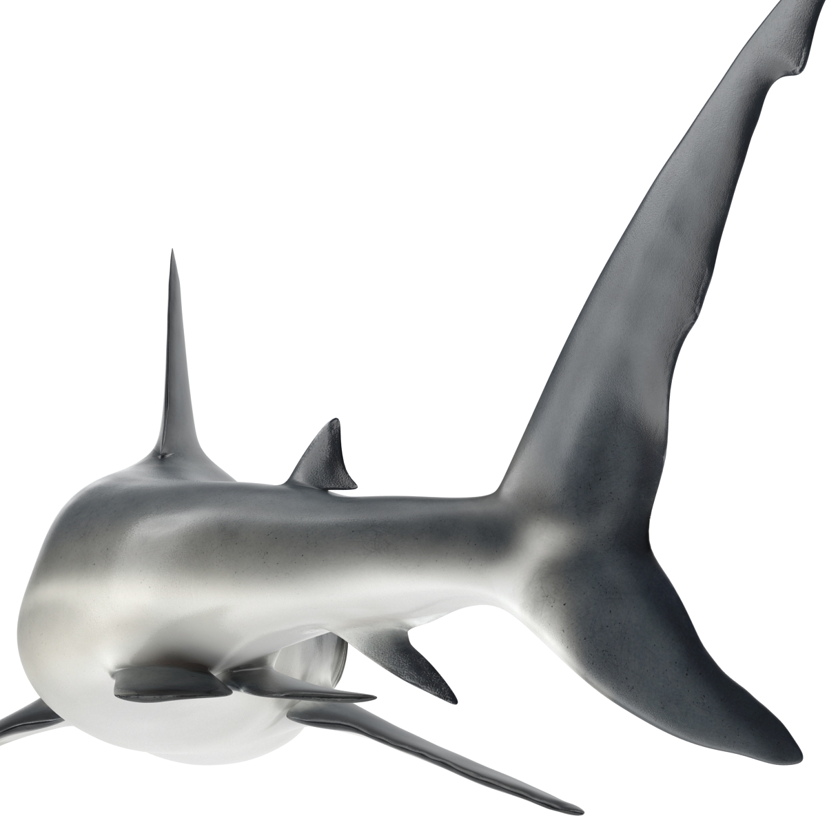 Great White Shark 2 3D model