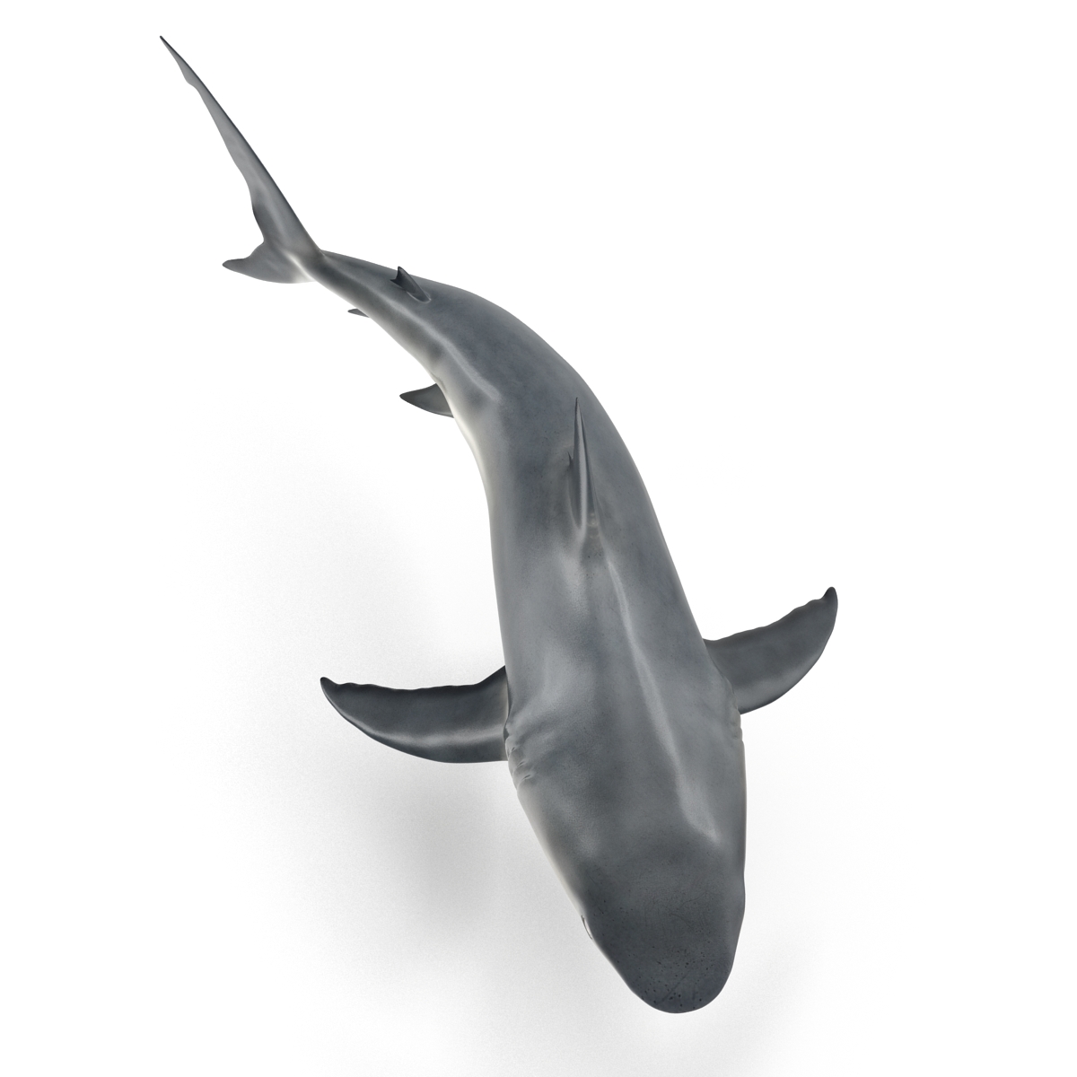 Great White Shark 2 3D model