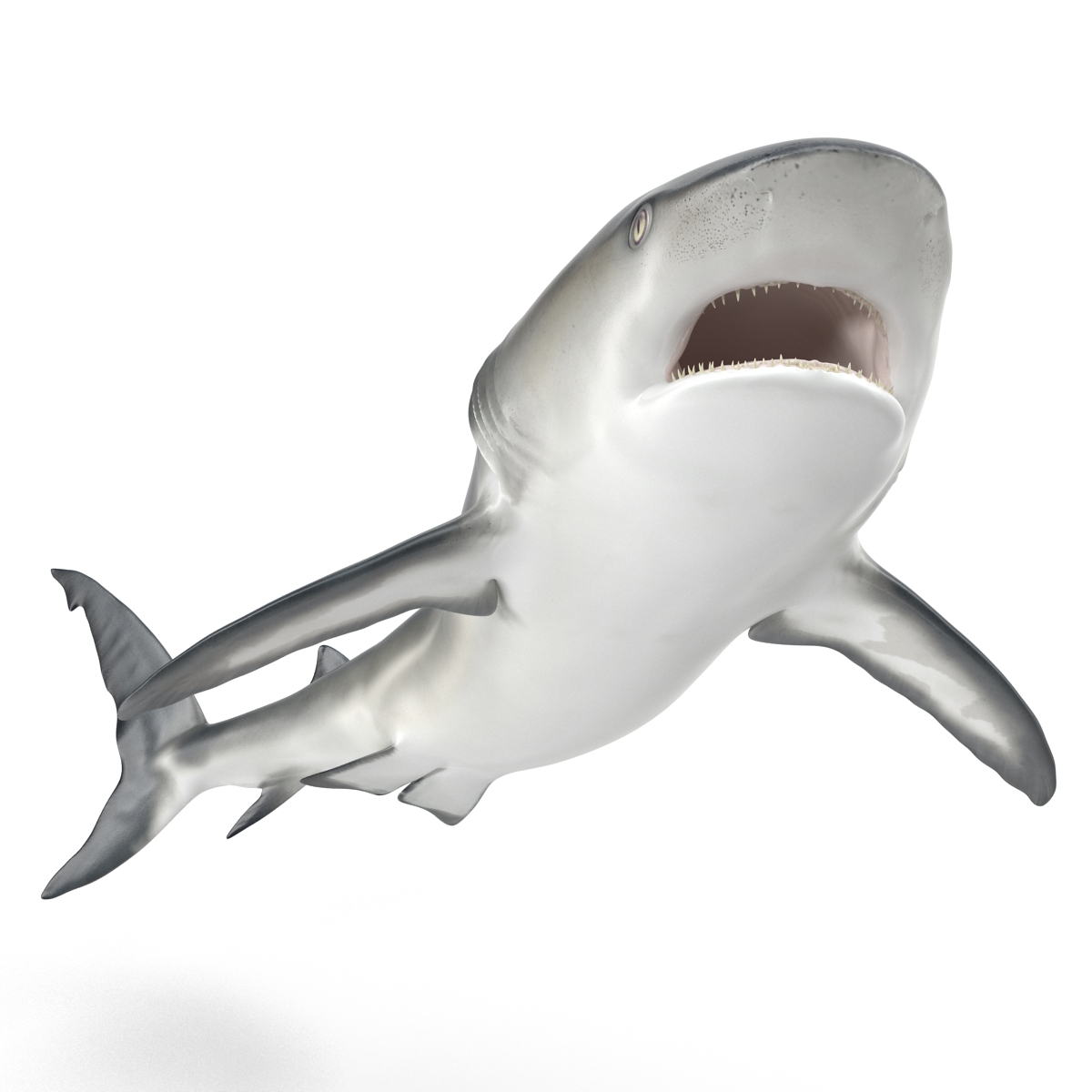 Great White Shark 2 3D model