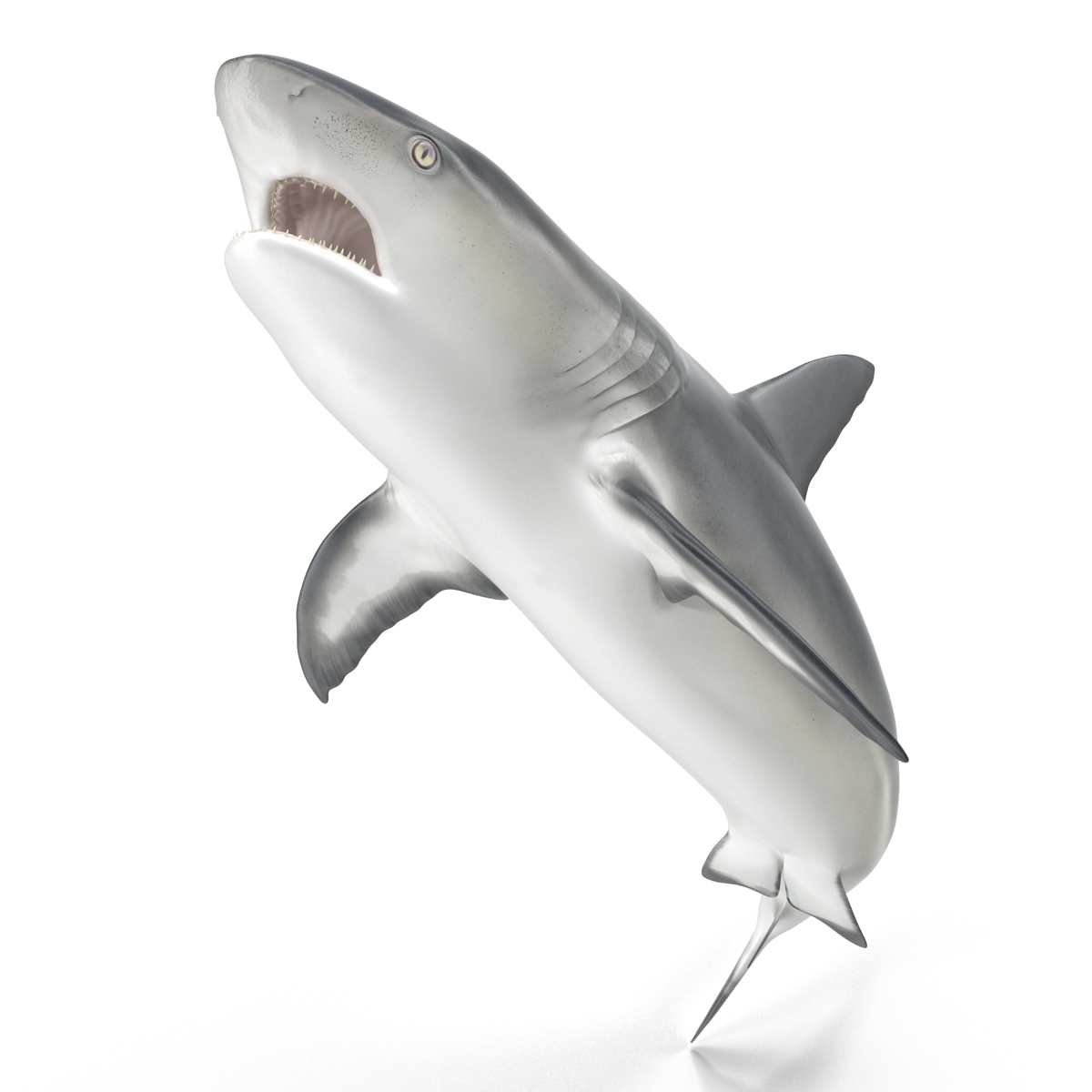 Great White Shark 2 3D model