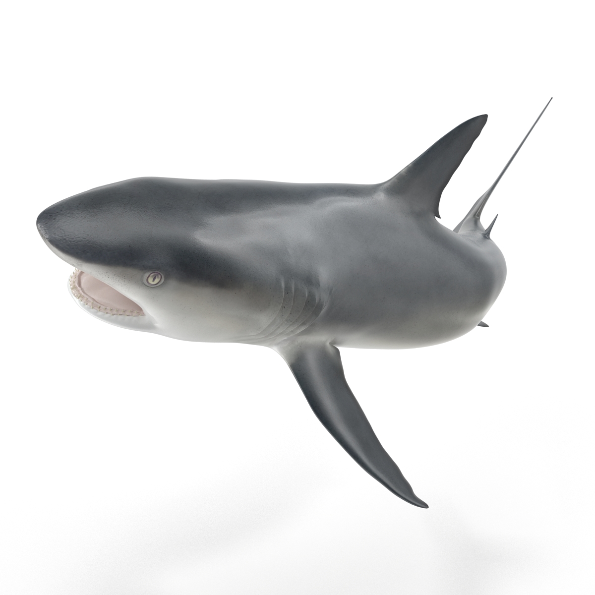 Great White Shark 2 3D model