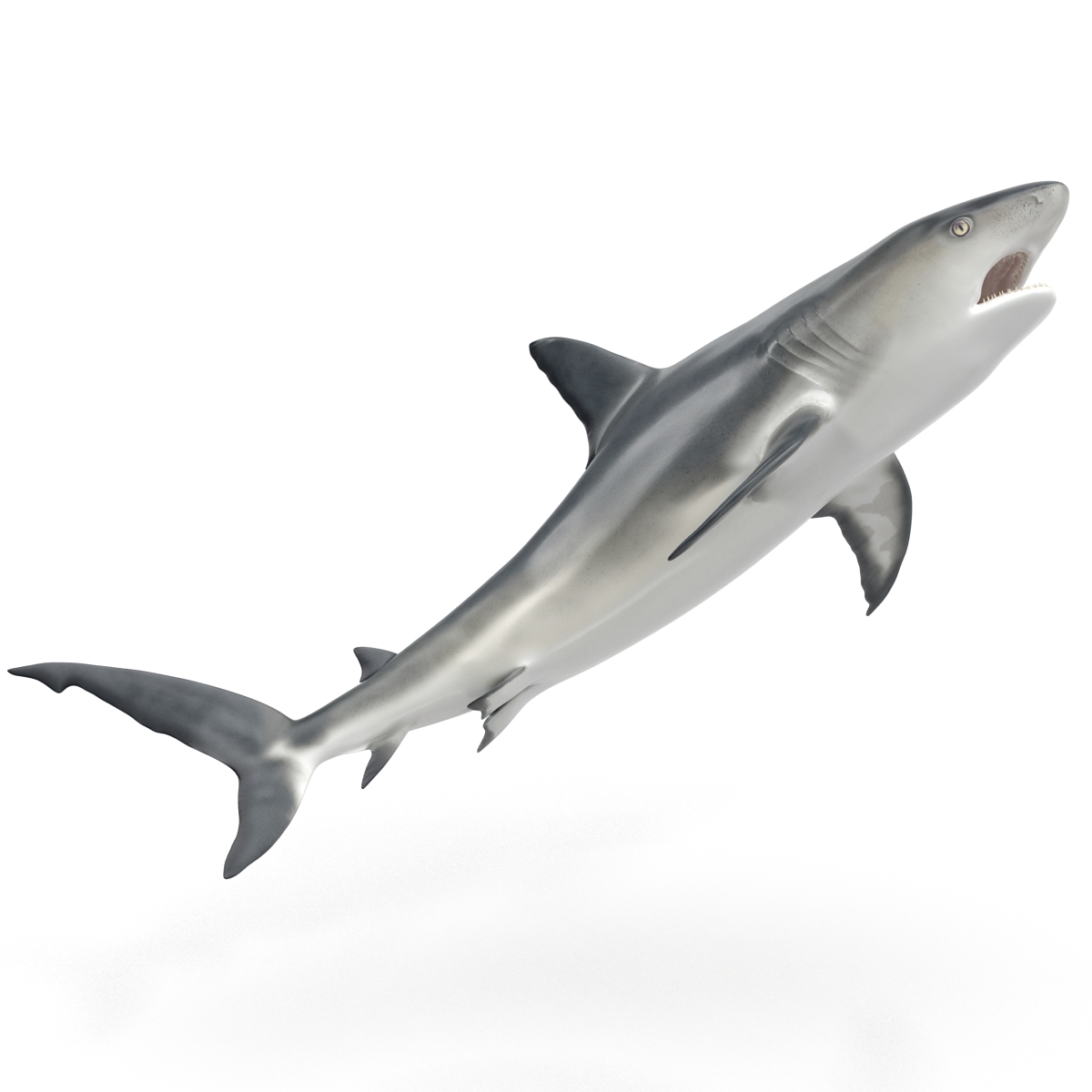 Great White Shark 2 3D model