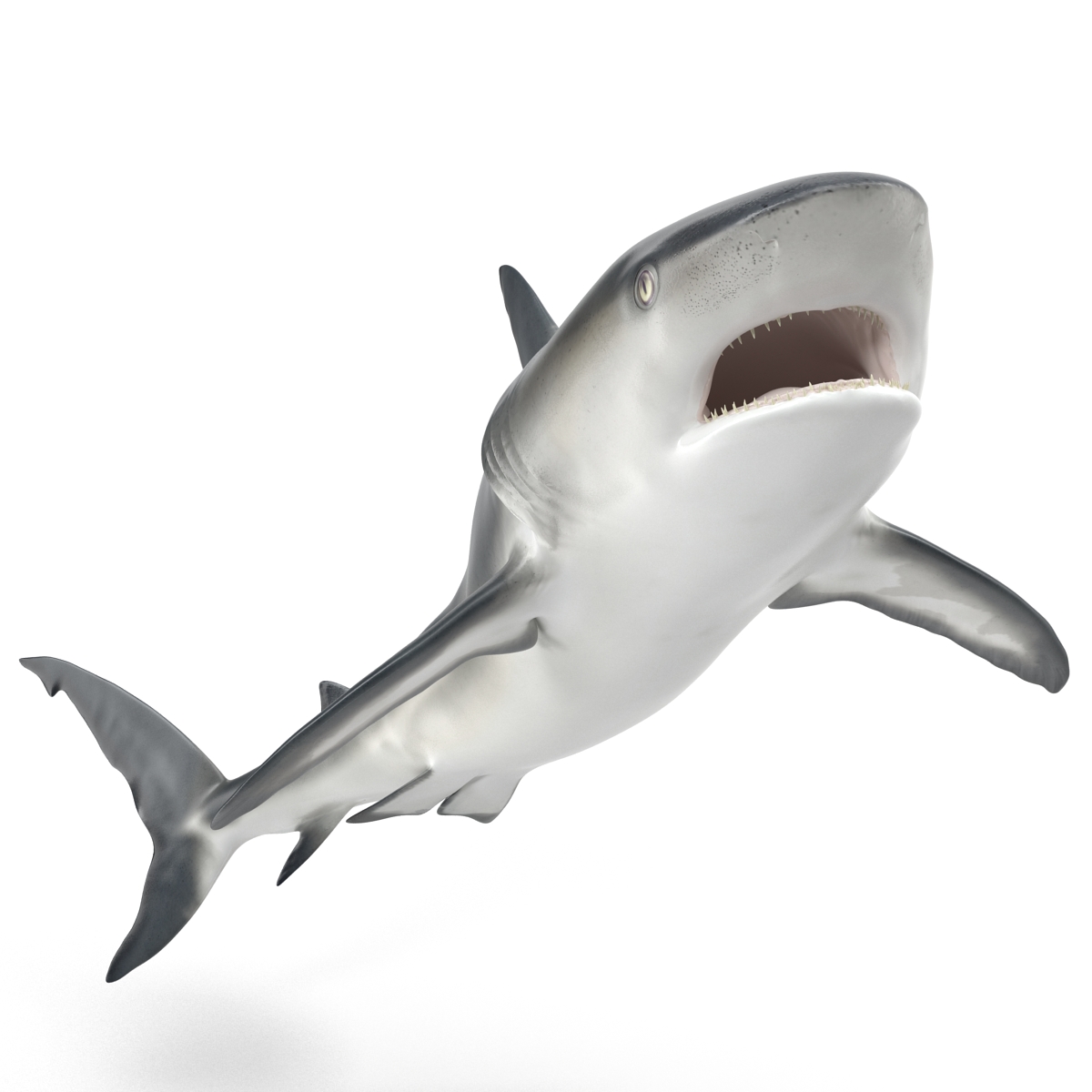 Great White Shark 2 3D model