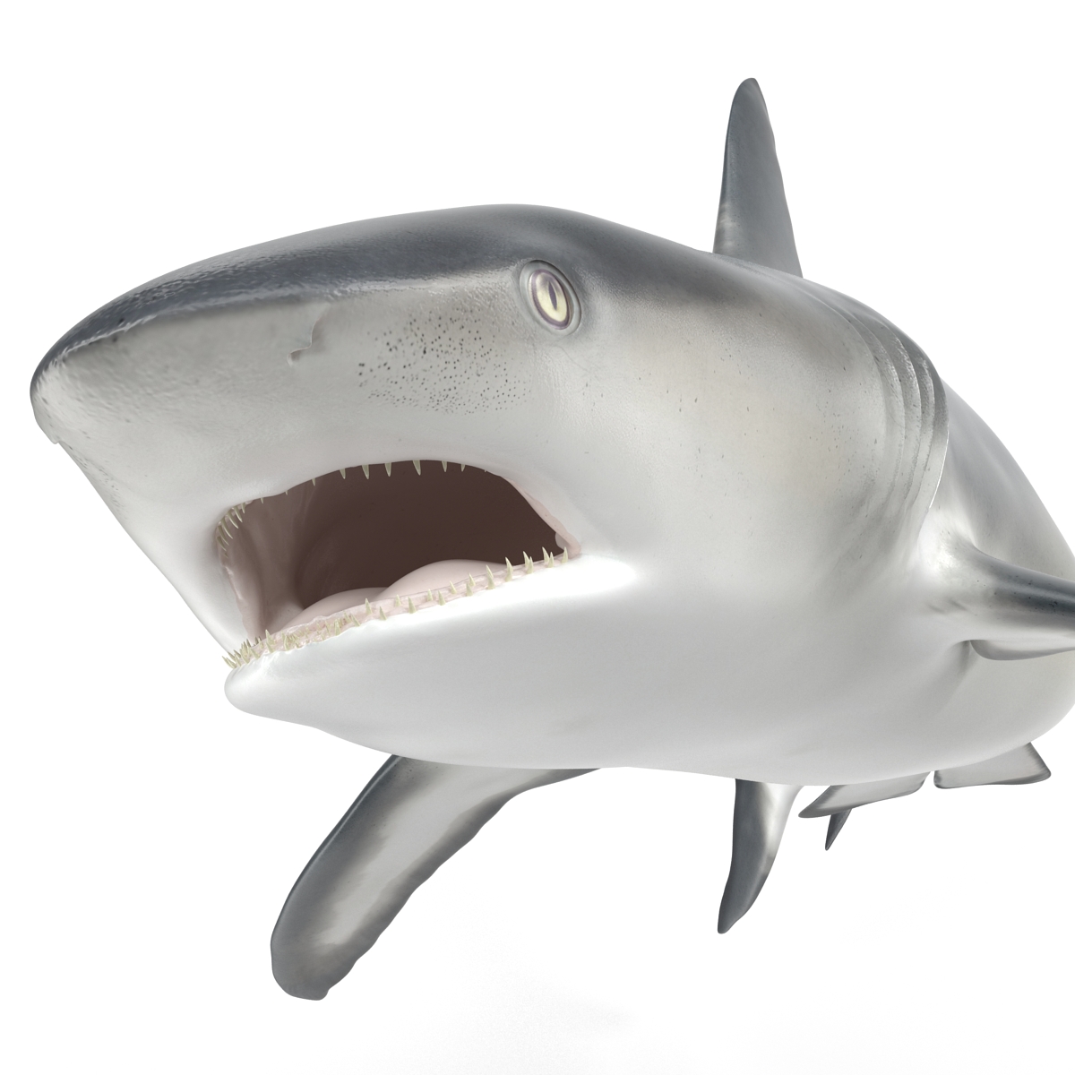 Great White Shark 2 3D model