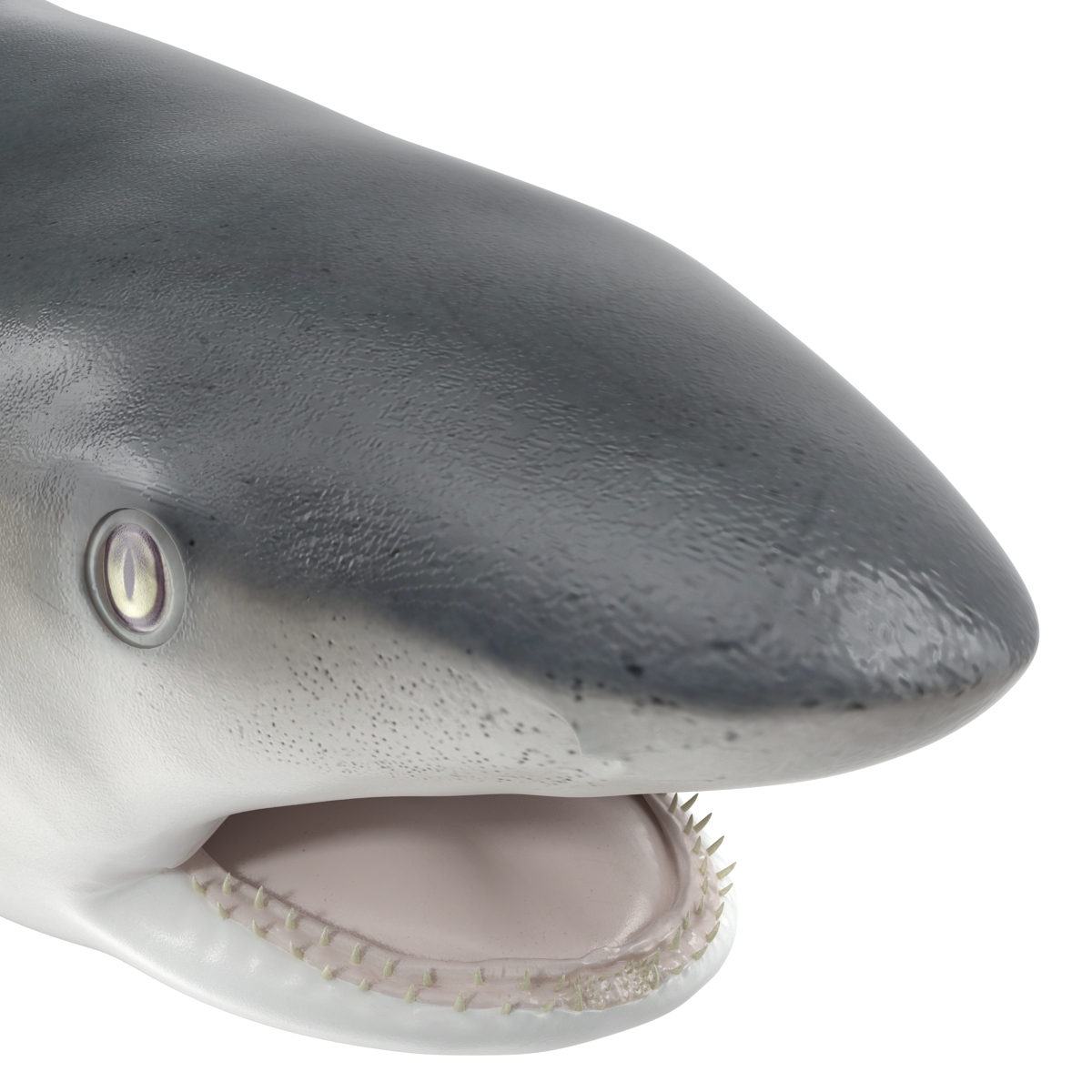 Great White Shark 2 3D model