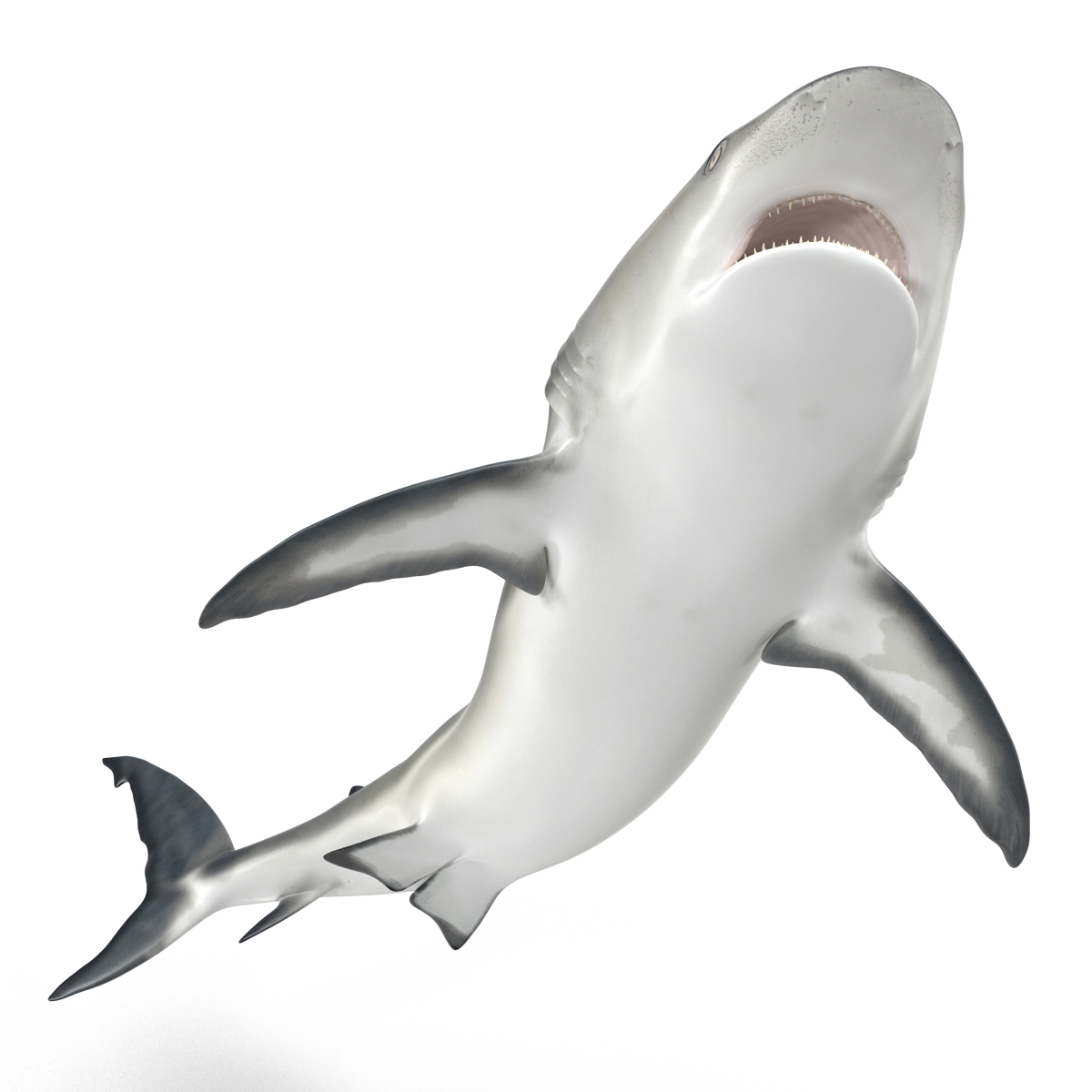 Great White Shark 2 3D model