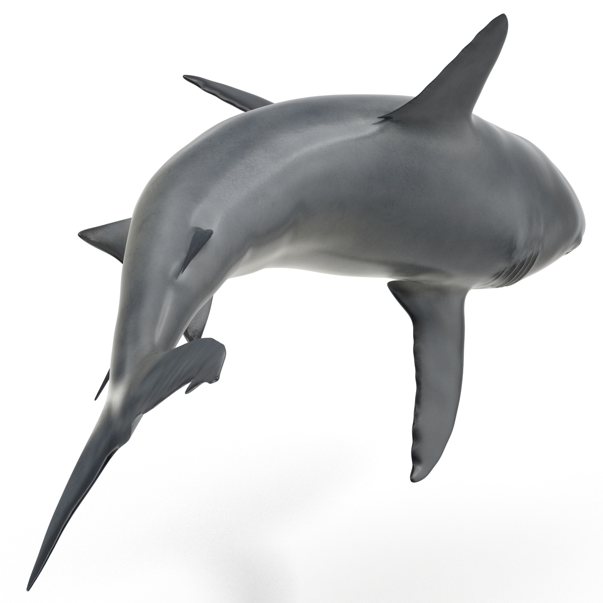 Great White Shark 2 3D model