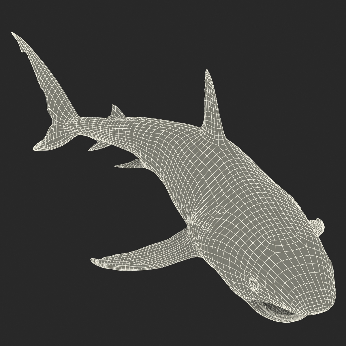 Great White Shark 2 3D model