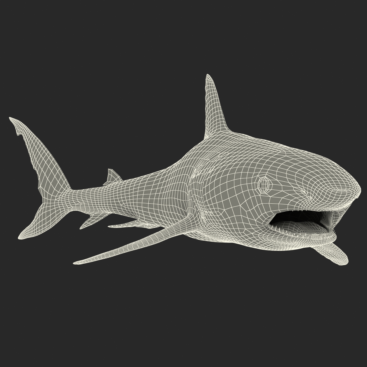 Great White Shark 2 3D model