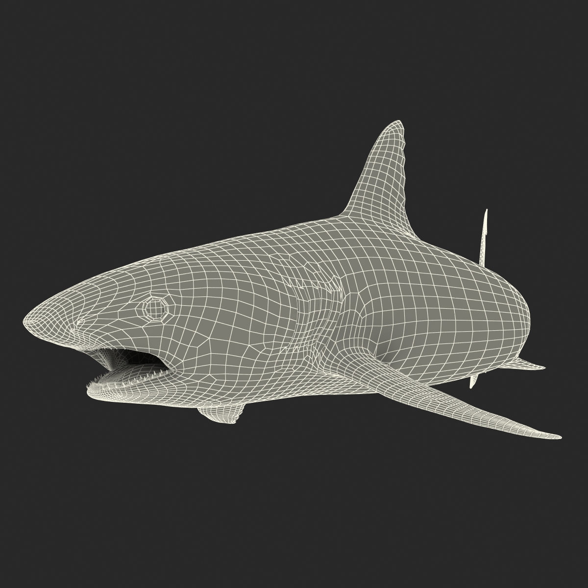 Great White Shark 2 3D model