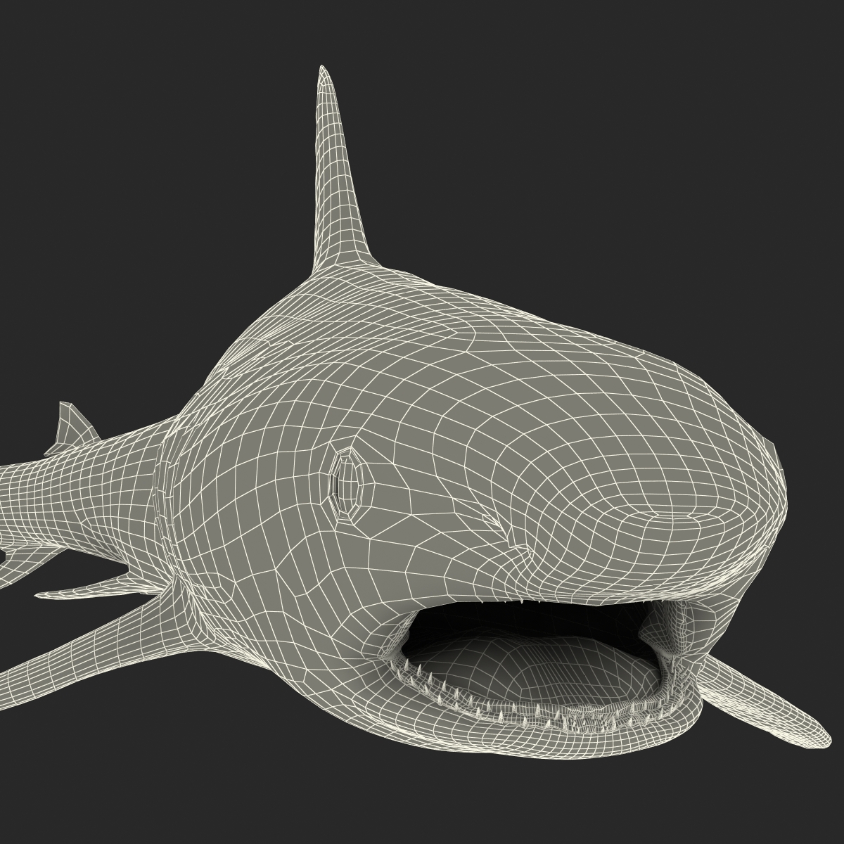 Great White Shark 2 3D model