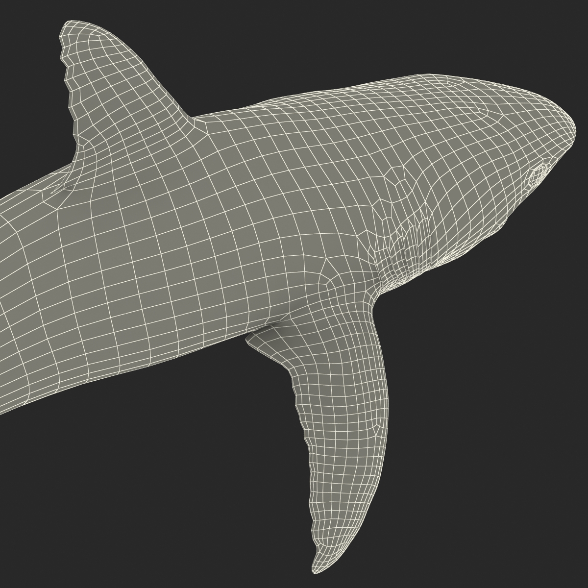 Great White Shark 2 3D model