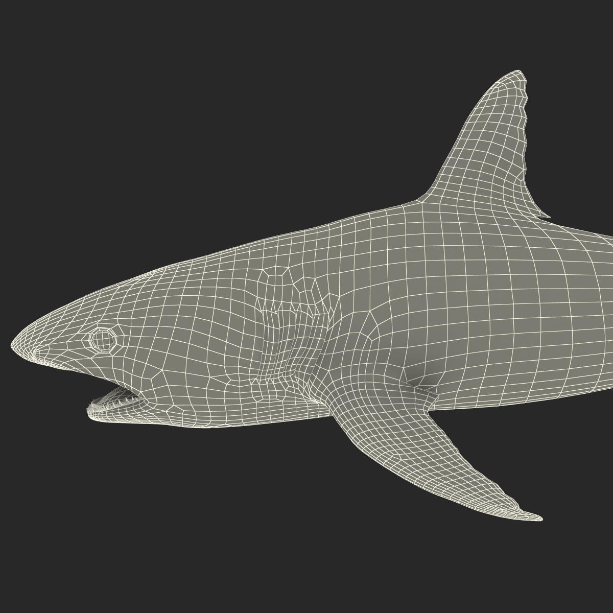 Great White Shark 2 3D model