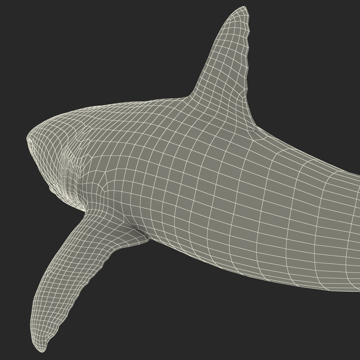 Great White Shark 2 3D model