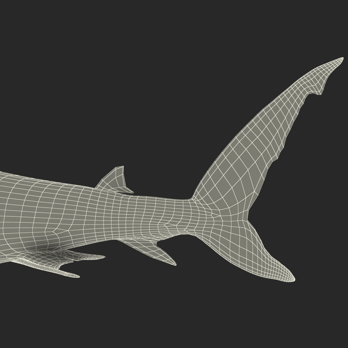 Great White Shark 2 3D model