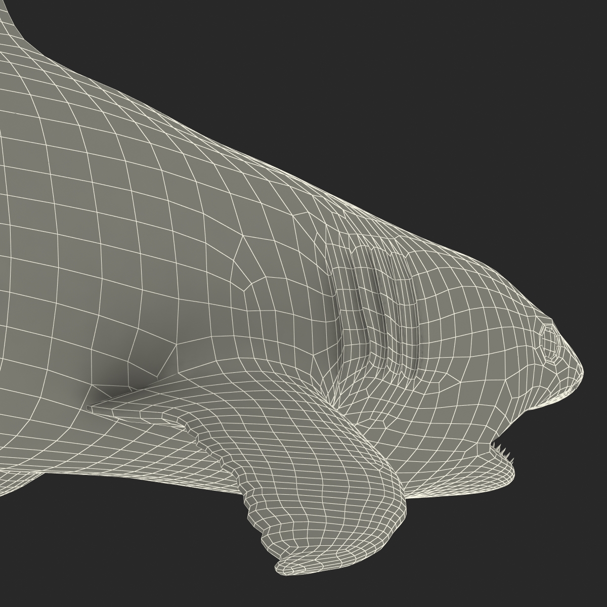 Great White Shark 2 3D model