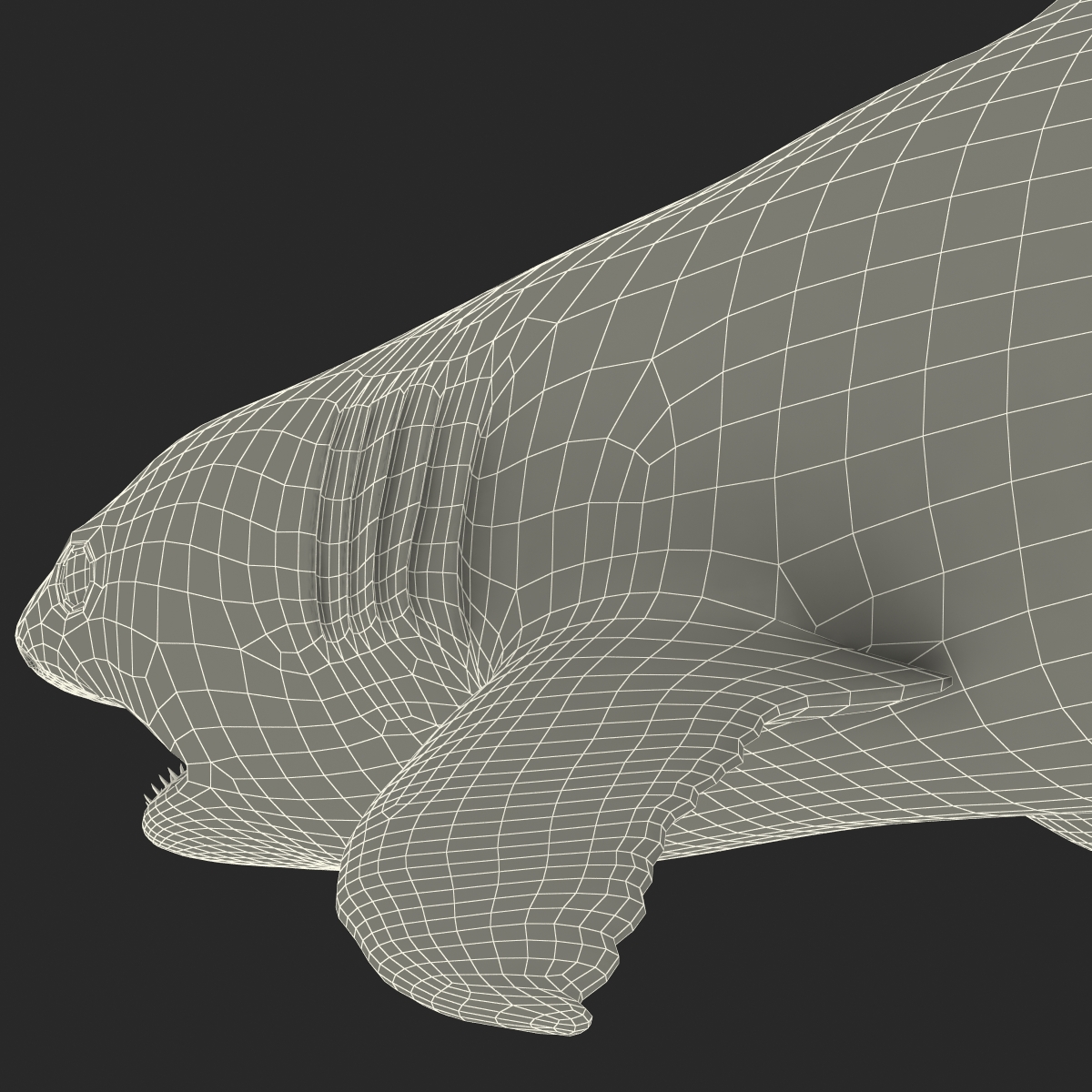 Great White Shark 2 3D model