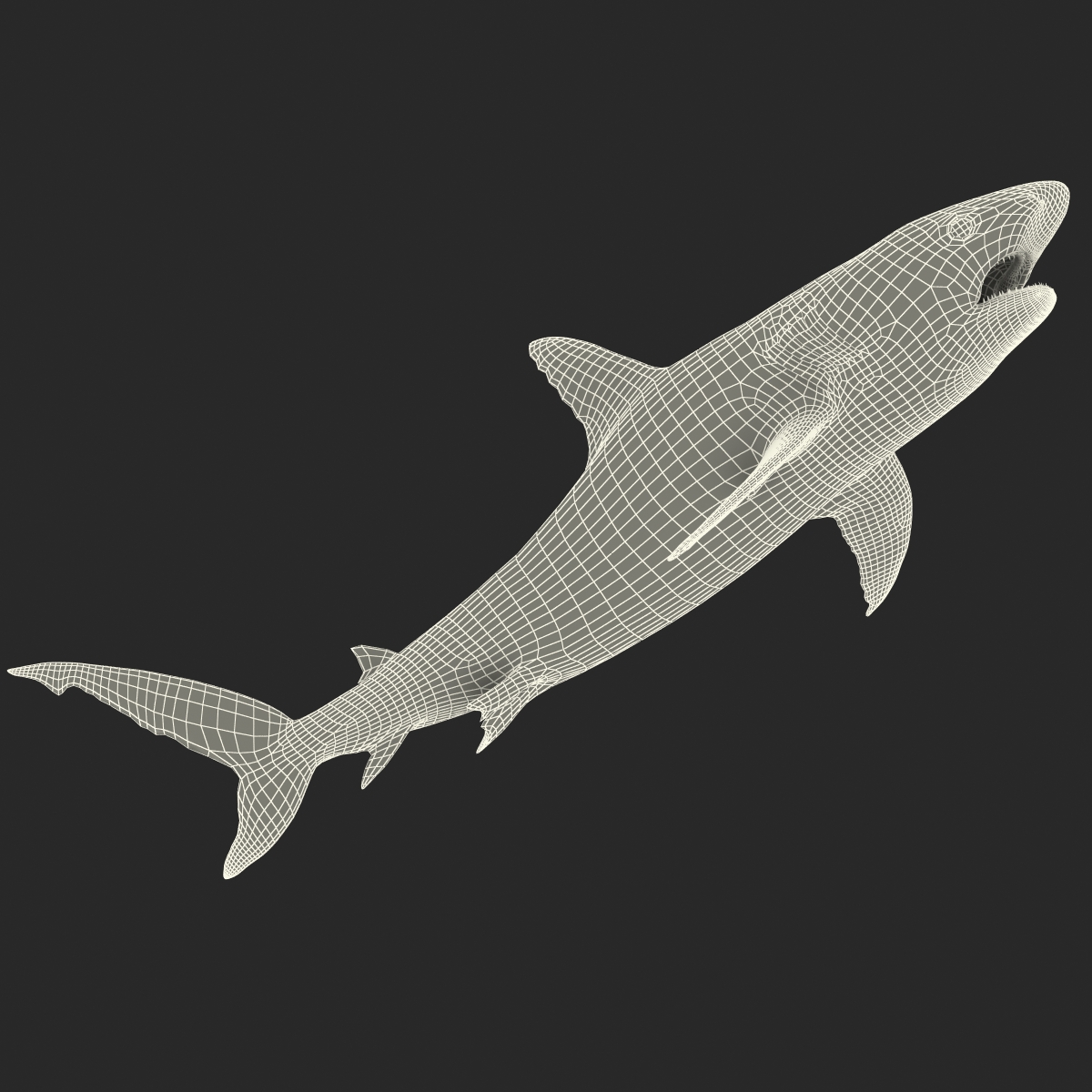 Great White Shark 2 3D model