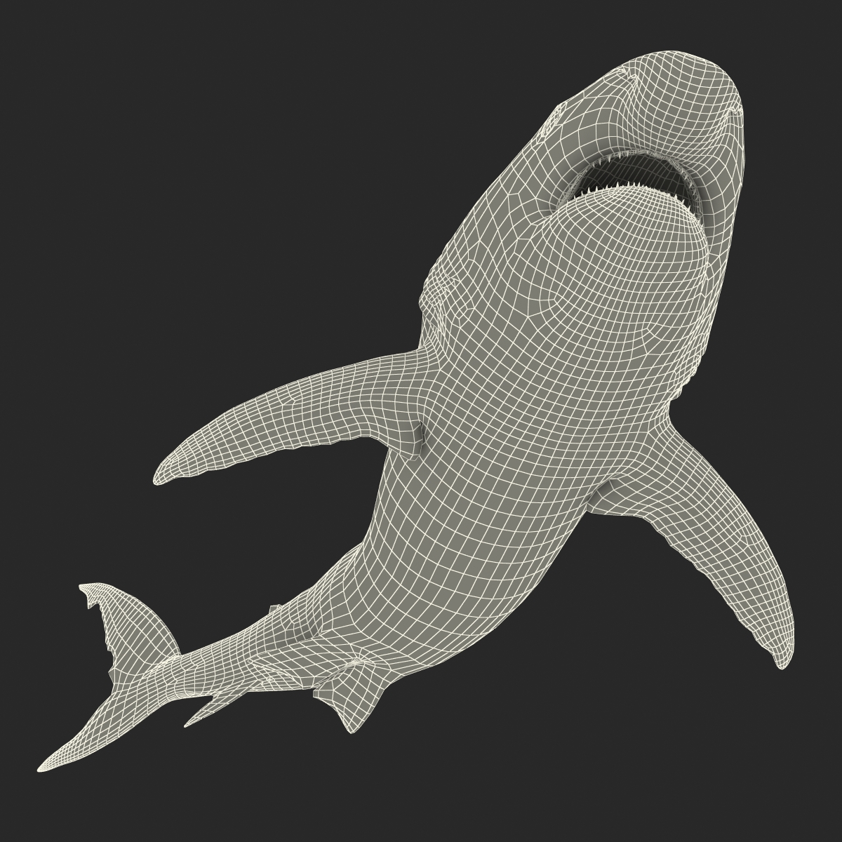 Great White Shark 2 3D model