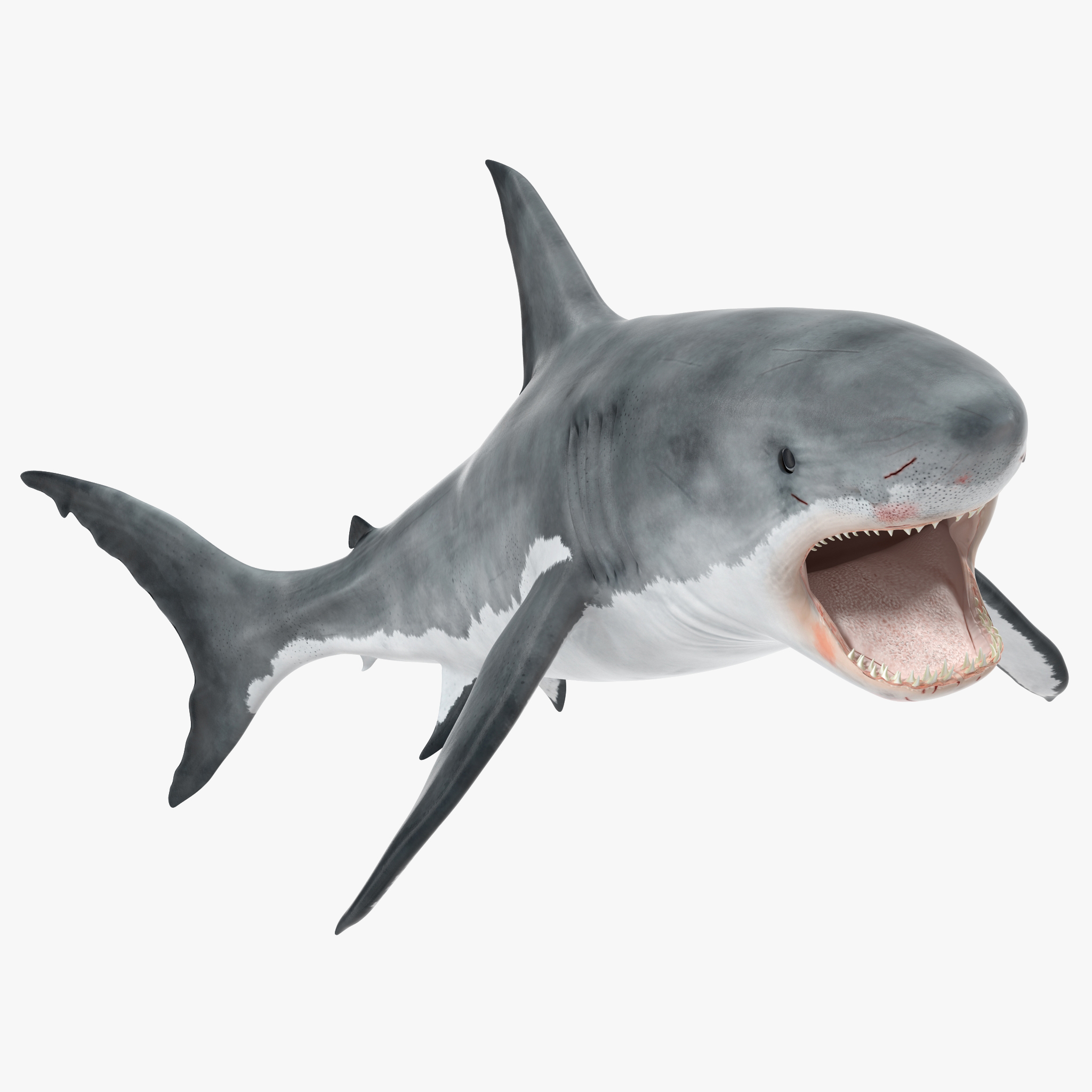 Great White Shark 2 3D model