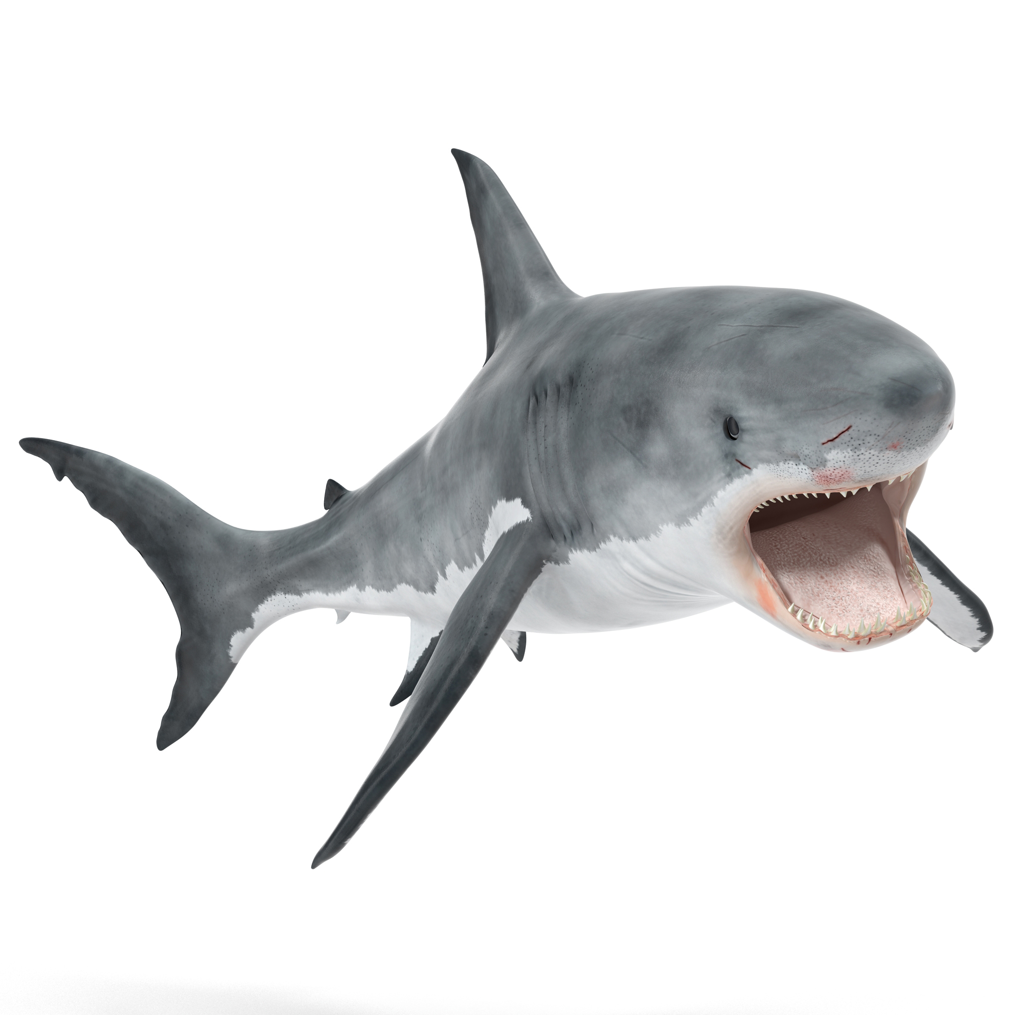 Great White Shark 2 3D model