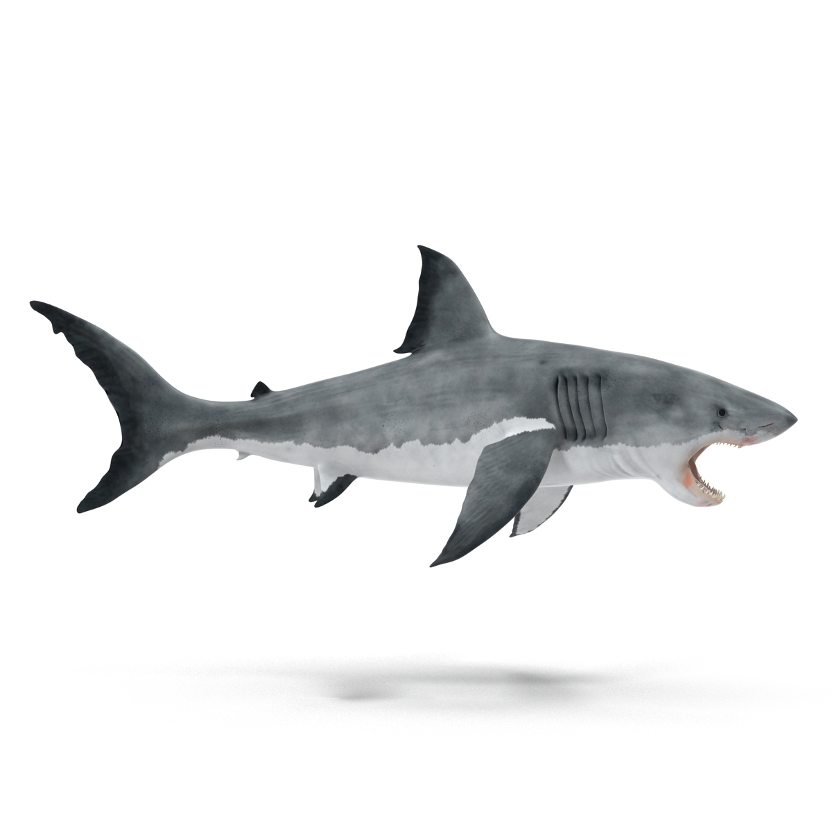 Great White Shark 2 3D model