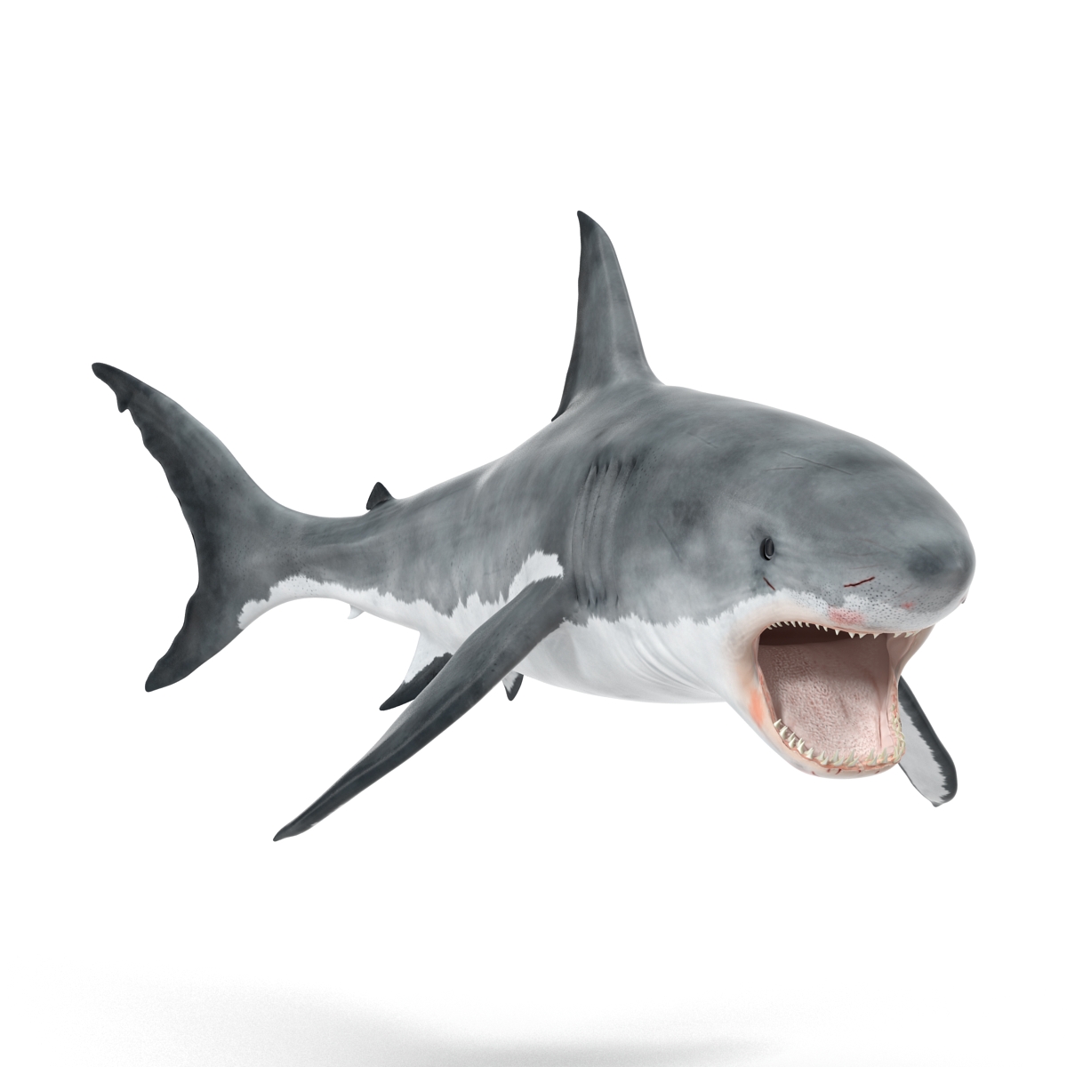 Great White Shark 2 3D model